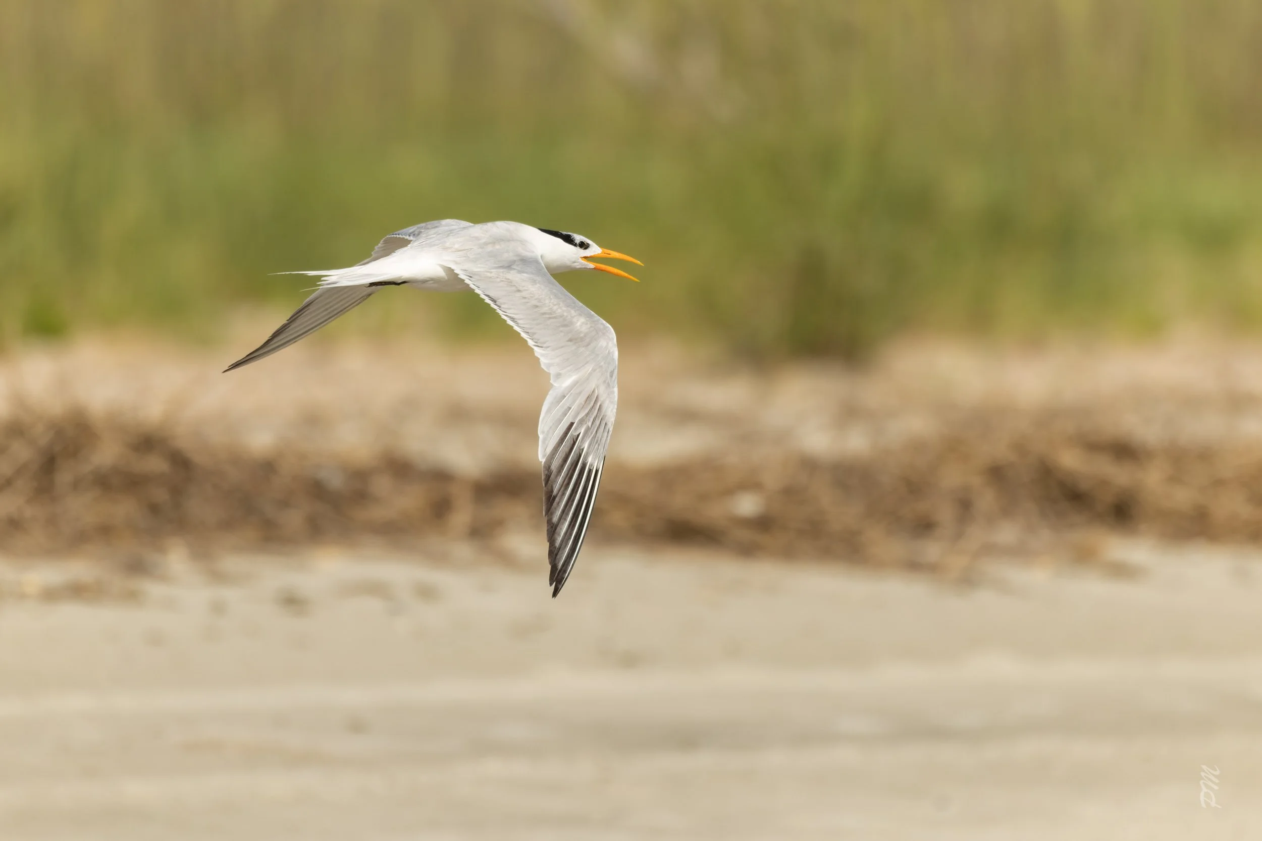 Common Tern-north end of Fernandina Beach