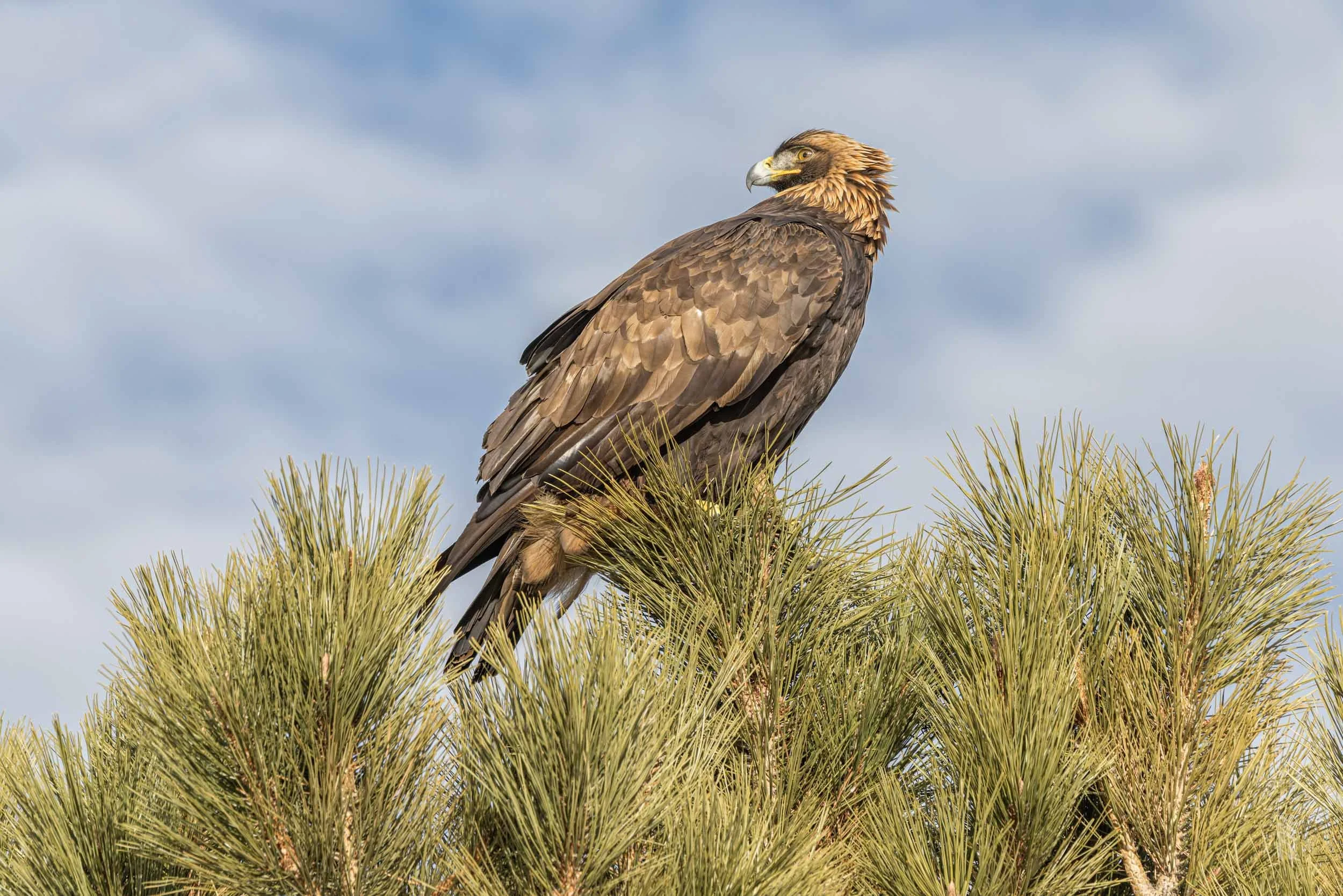 Golden Eagle sitting on top of a pine tree