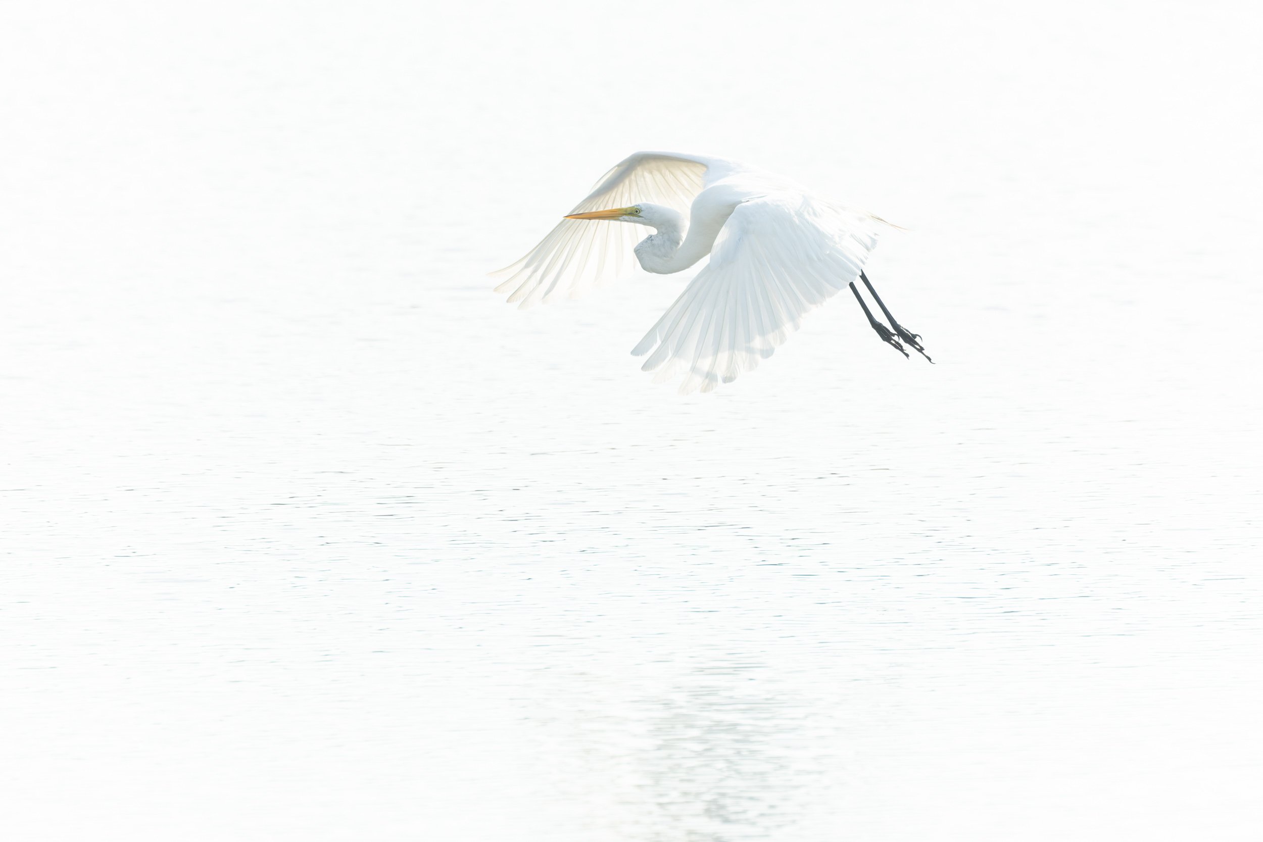 Great Egret-Spoonbill Pond