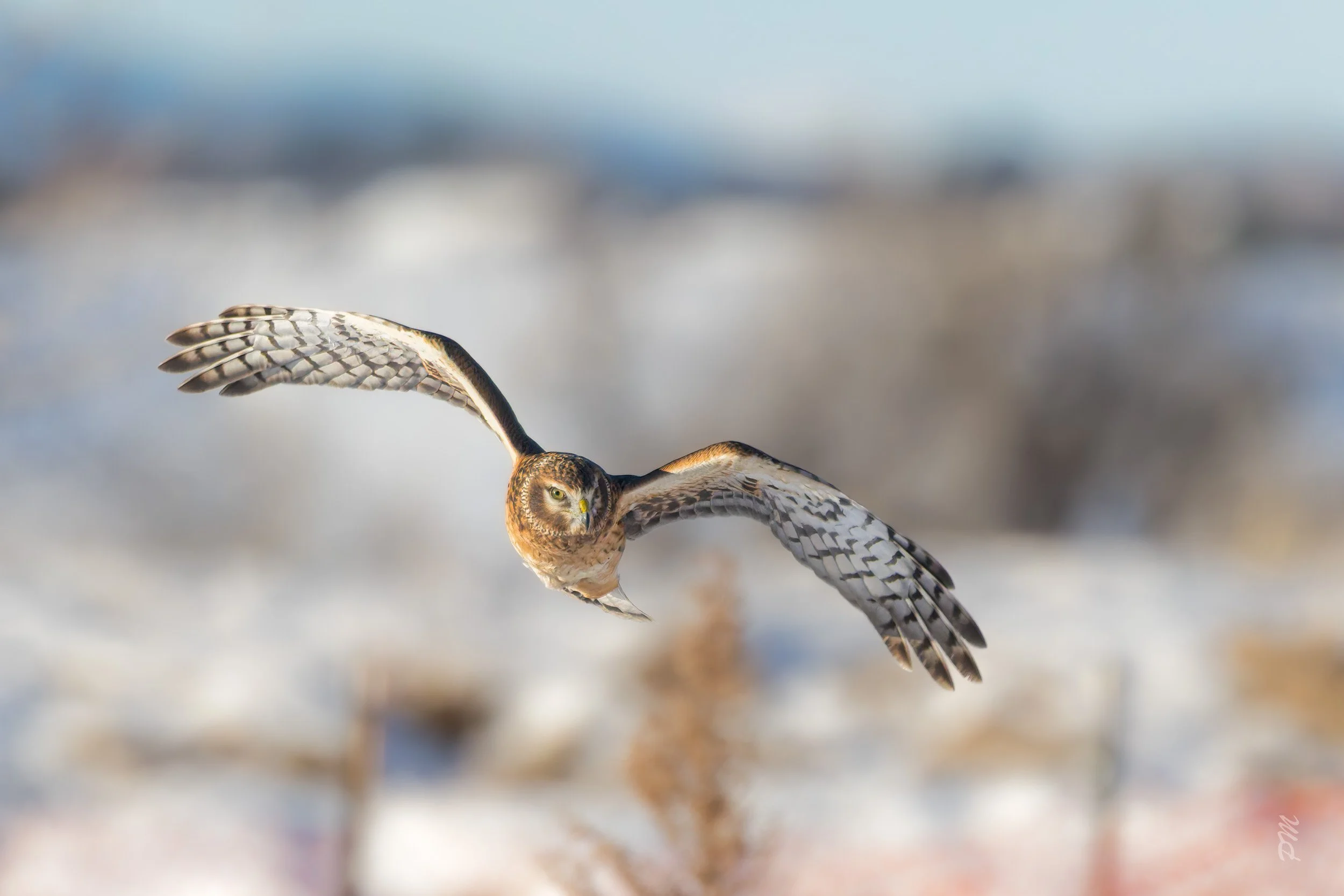 Northern Harrier in flight
