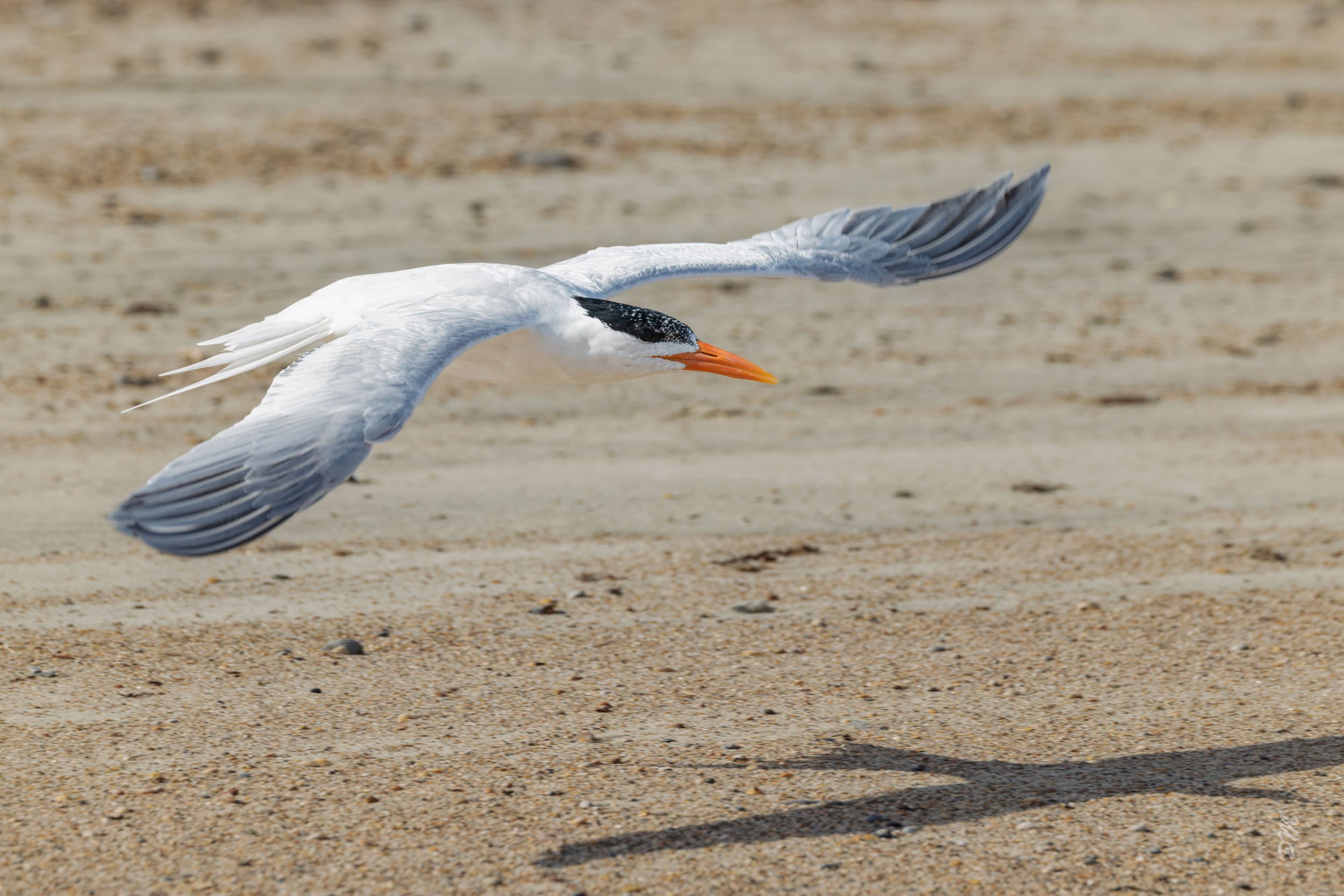 Royal Tern-north end of Fernandina Beach