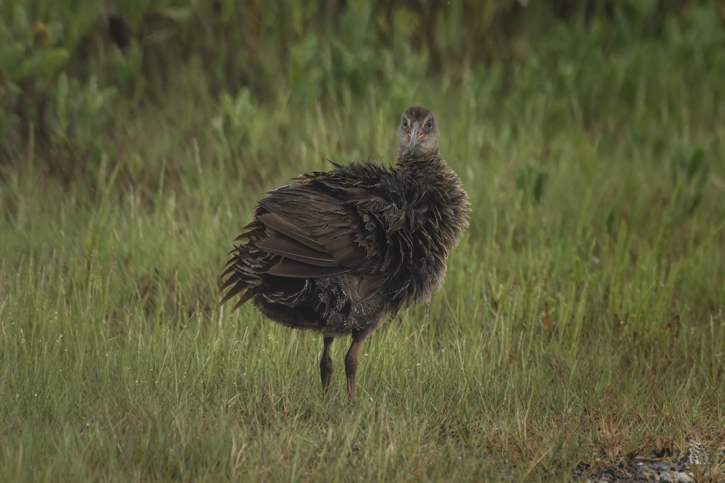 Clapper Rail-Carlucci Boat Ramp
