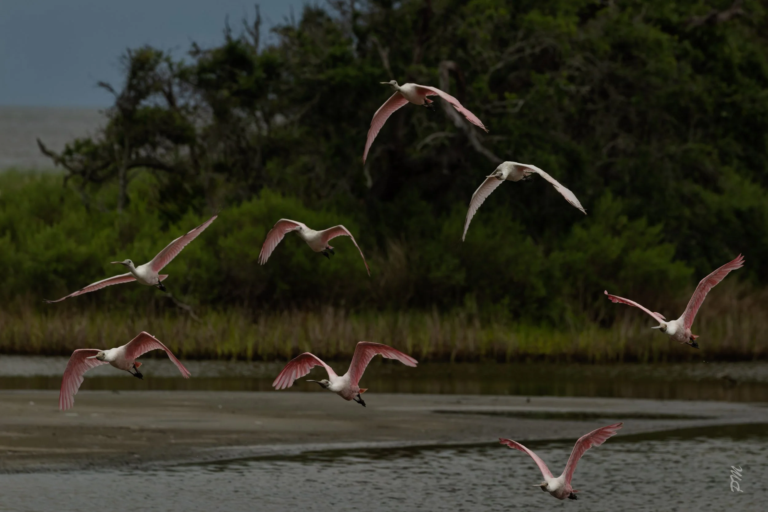 Roseate Spoonbills-Spoonbill Pond