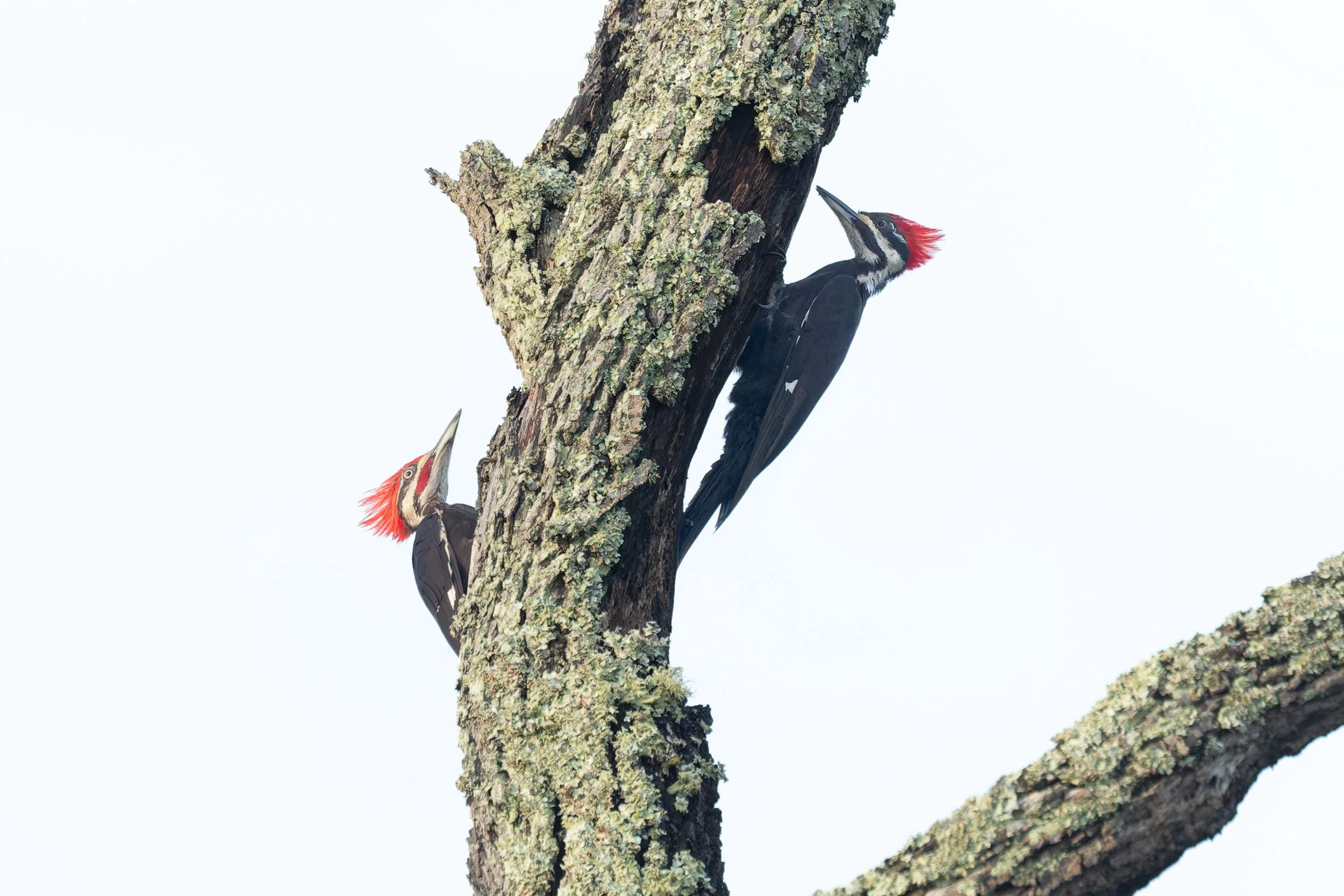 Male and Female Pileated Woodpeckers-Black Rock Beach