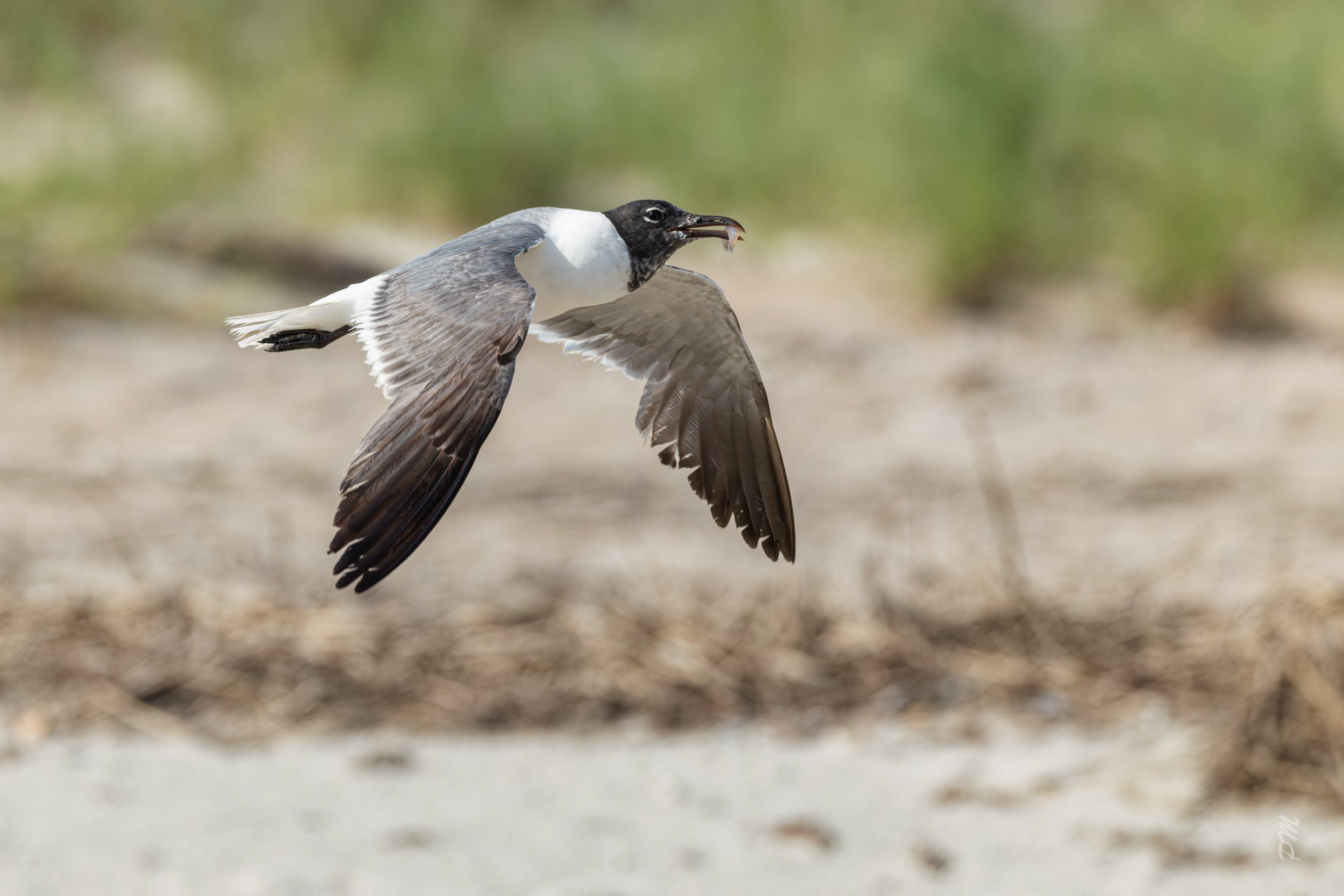 Laughing Gull-north end of Fernandina Beach