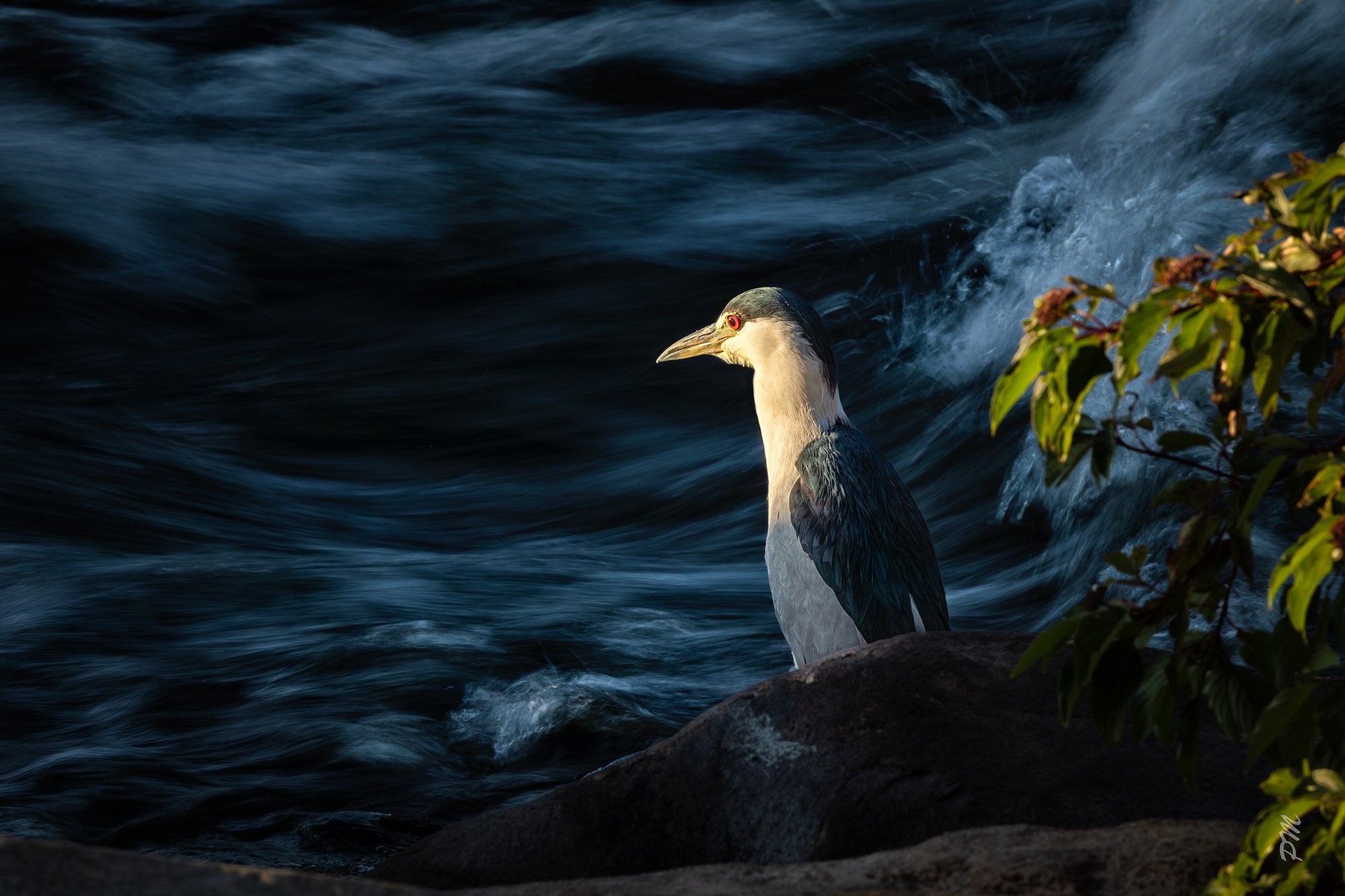 Black-crowned Night Heron standing next to a flowing river in late afternoon light