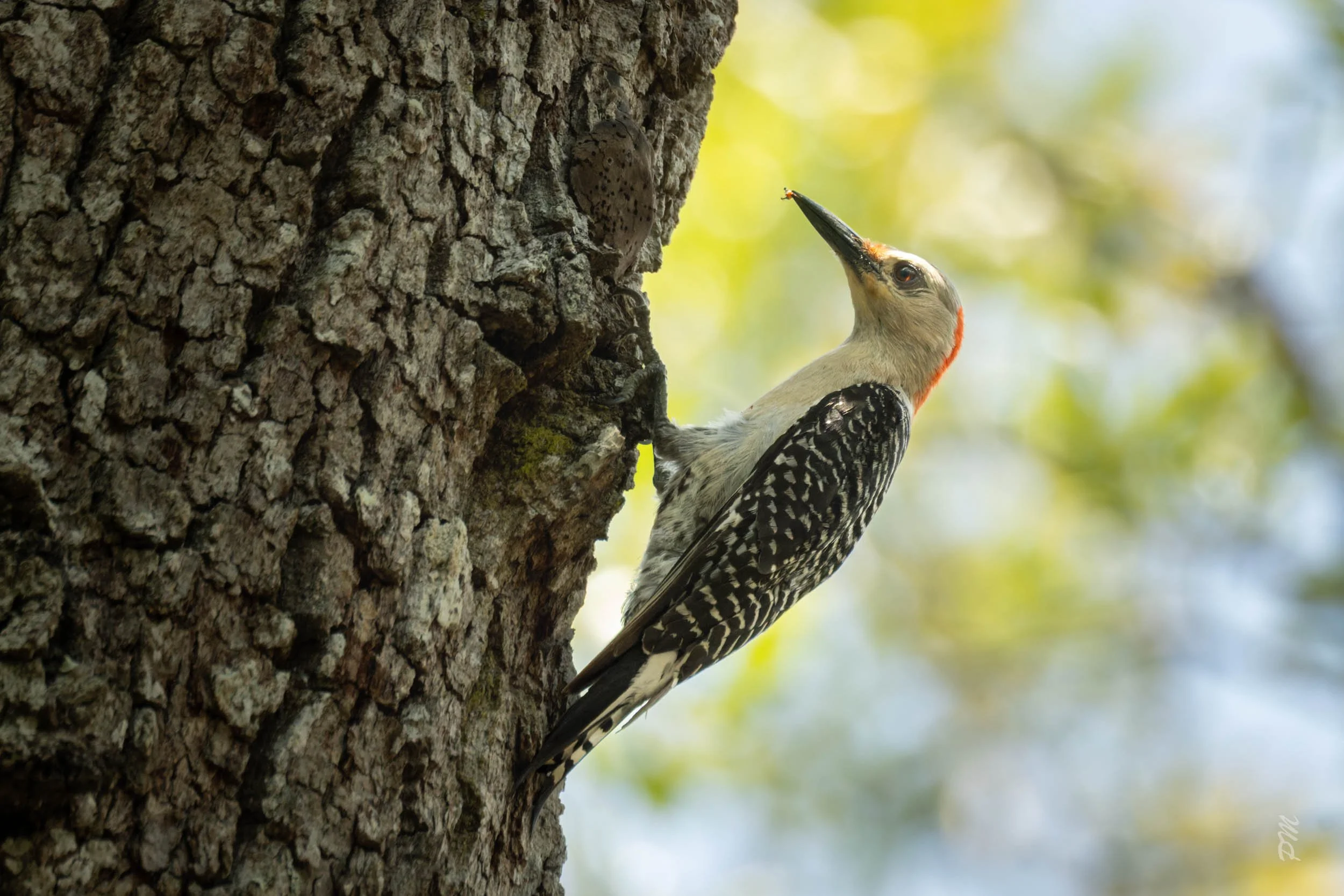 Red-Bellied Woodpecker-Amelia Island Rd