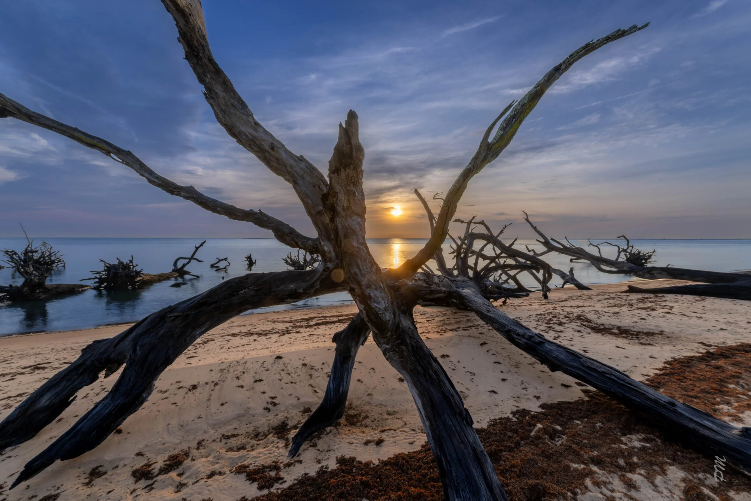 Boneyard at Black Rock Beach