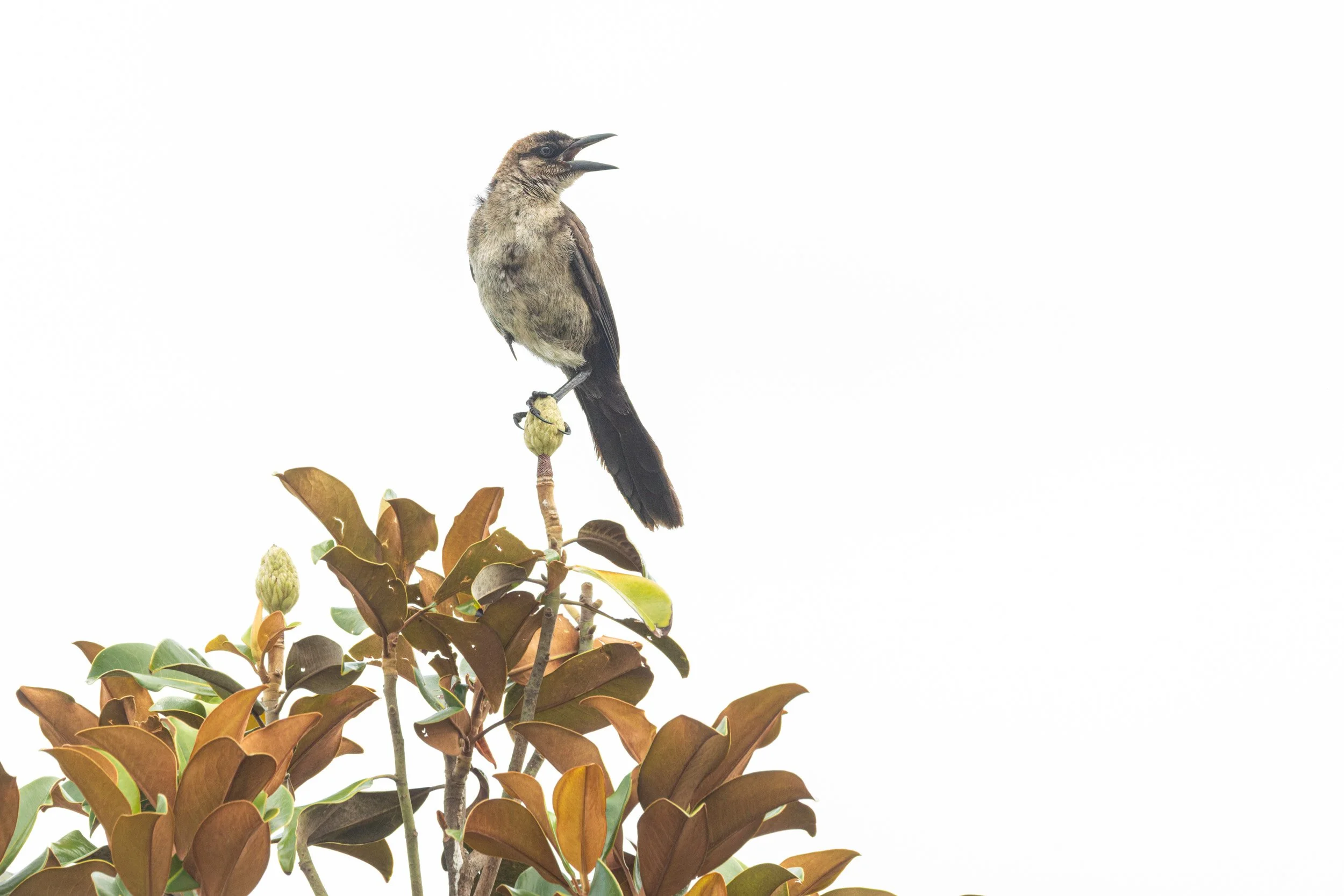 Northern Mockingbird-Docks in downtown Fernandina Beach