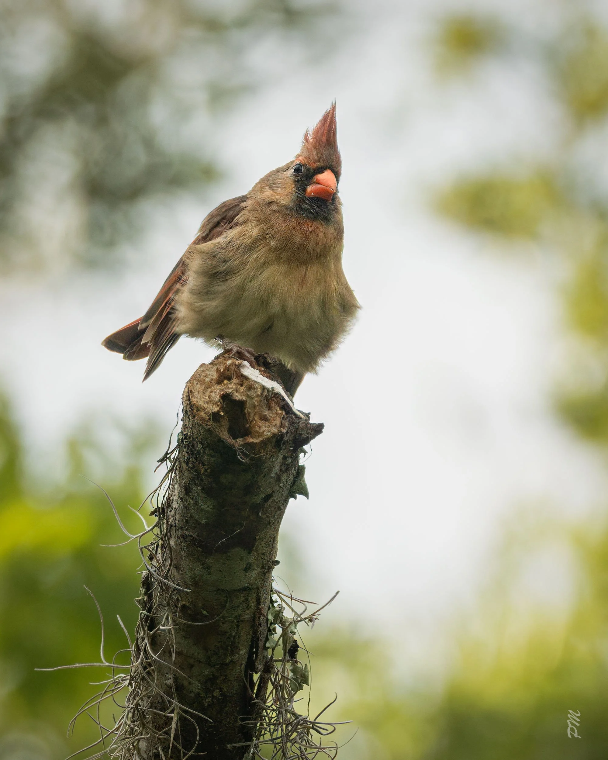 Female Northern Cardinal-Egan Creek