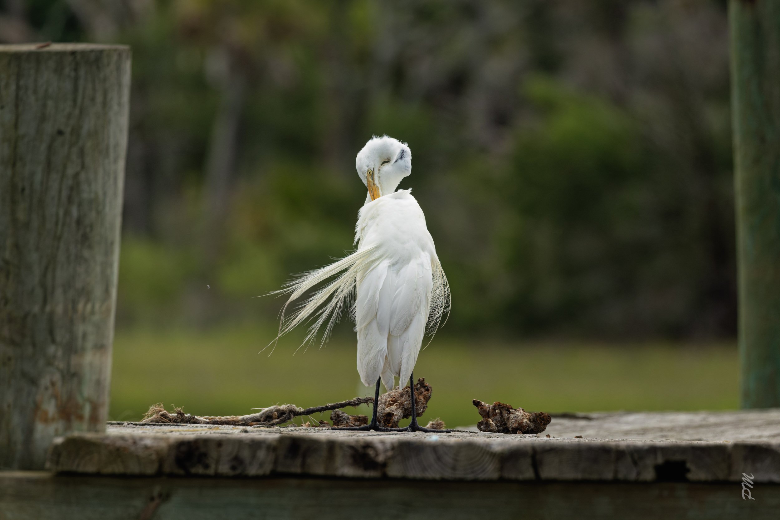 Great Egret-Docks in downtown Fernandina Beach