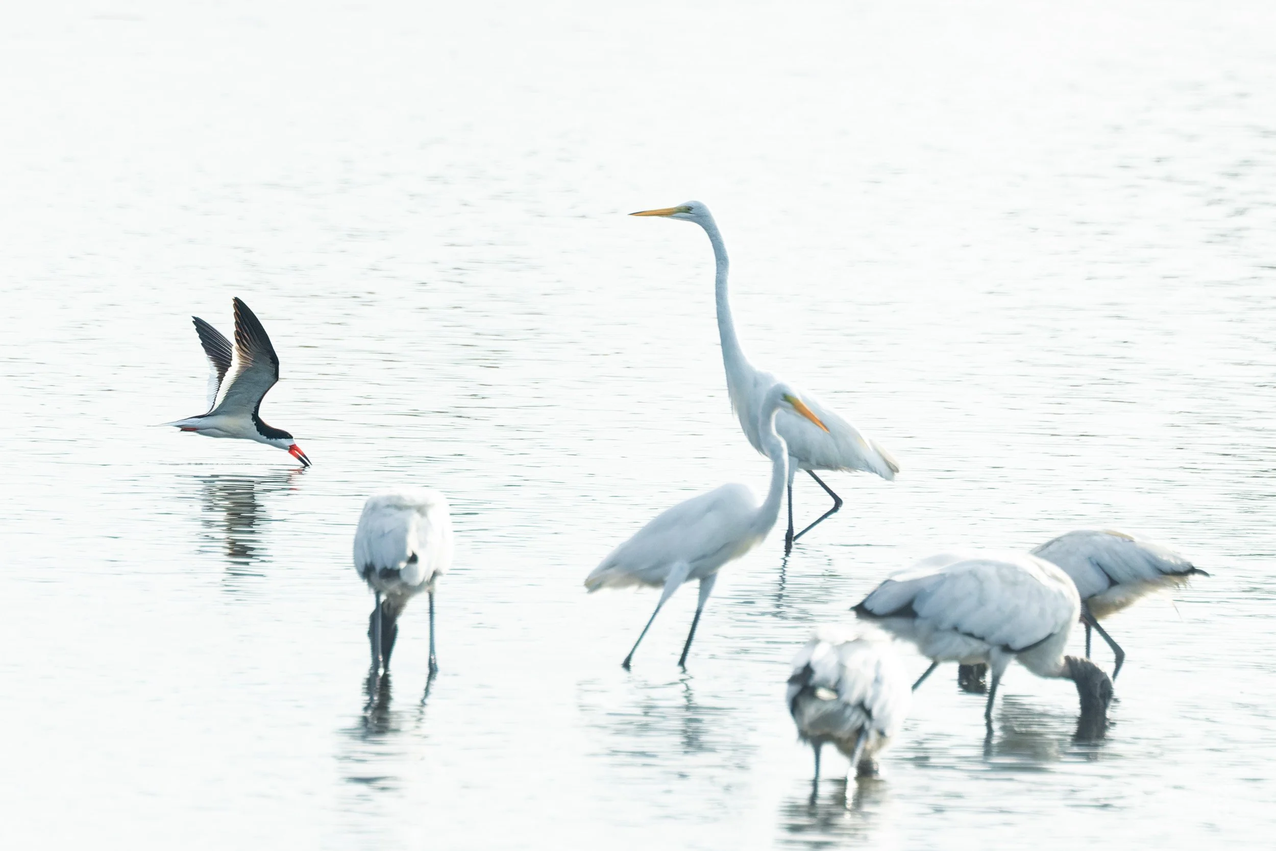 Black Skimmer, Great Egret and Wood Storks-Spoonbill Pond