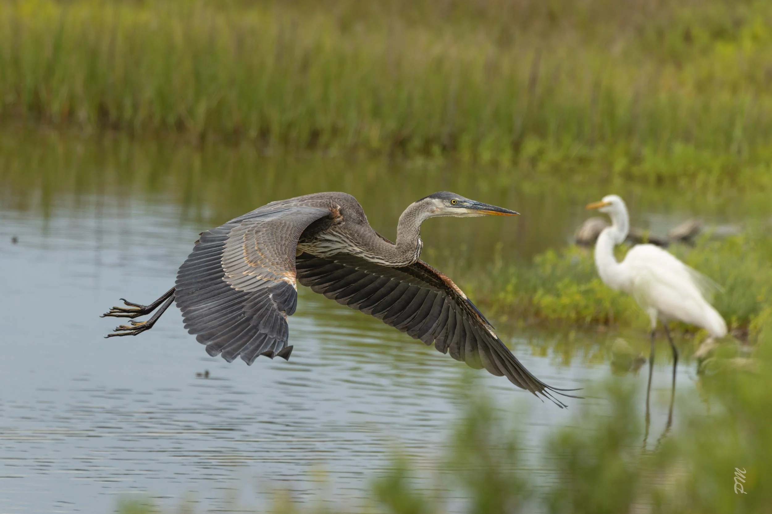 Great Blue  Heron-Spoonbill Pond