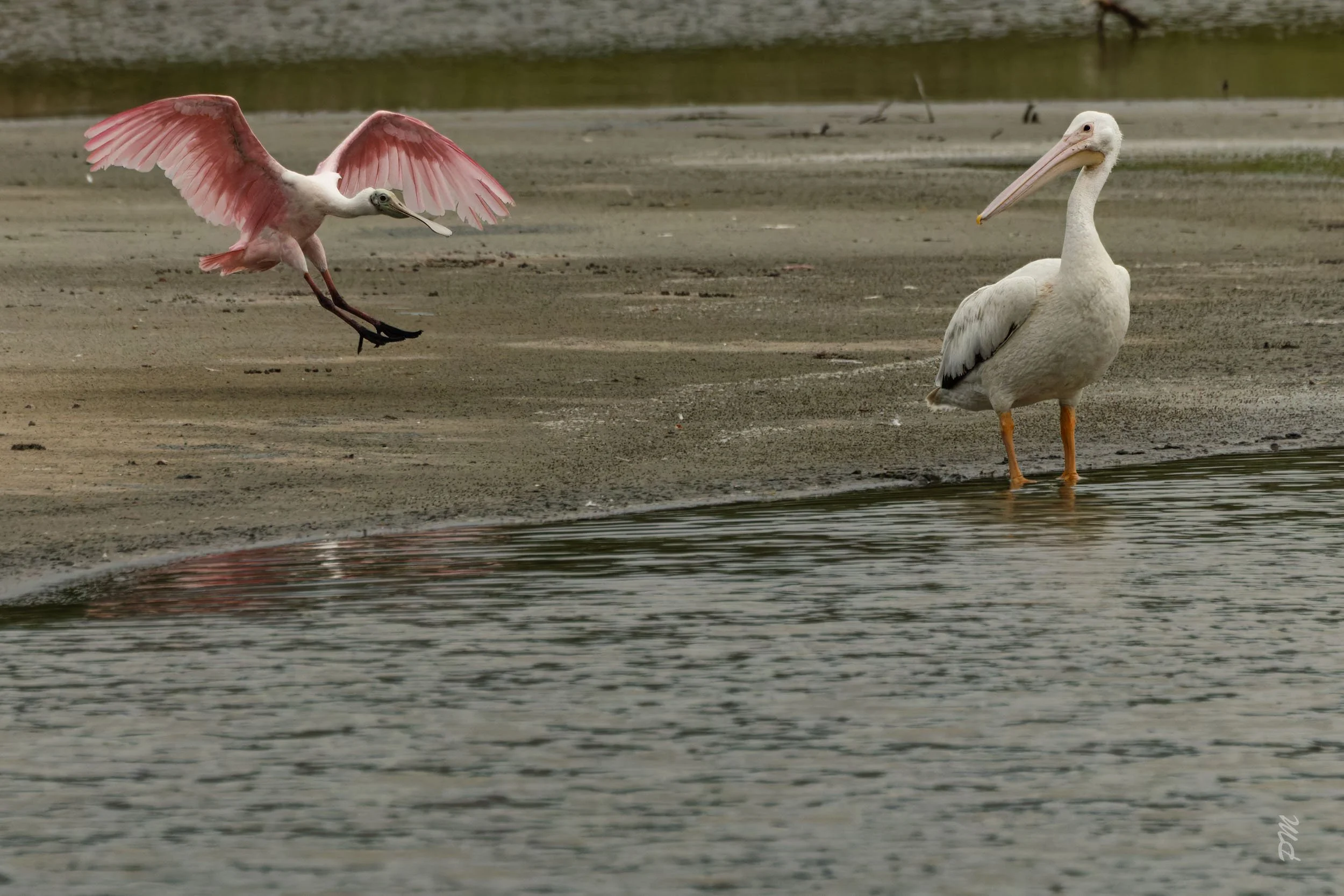 Roseate Spoonbill and American White Pelican-Spoonbill Pond