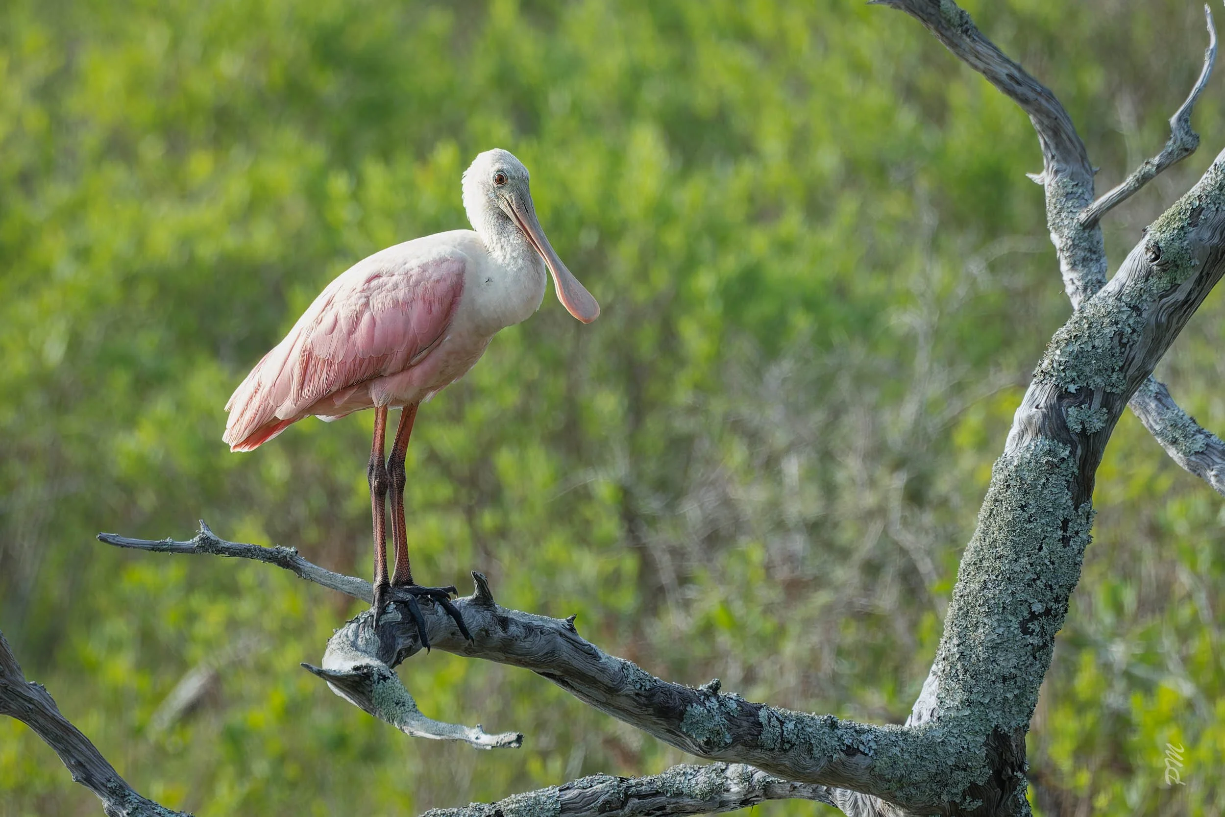 Roseate Spoonbill-Spoonbill Pond