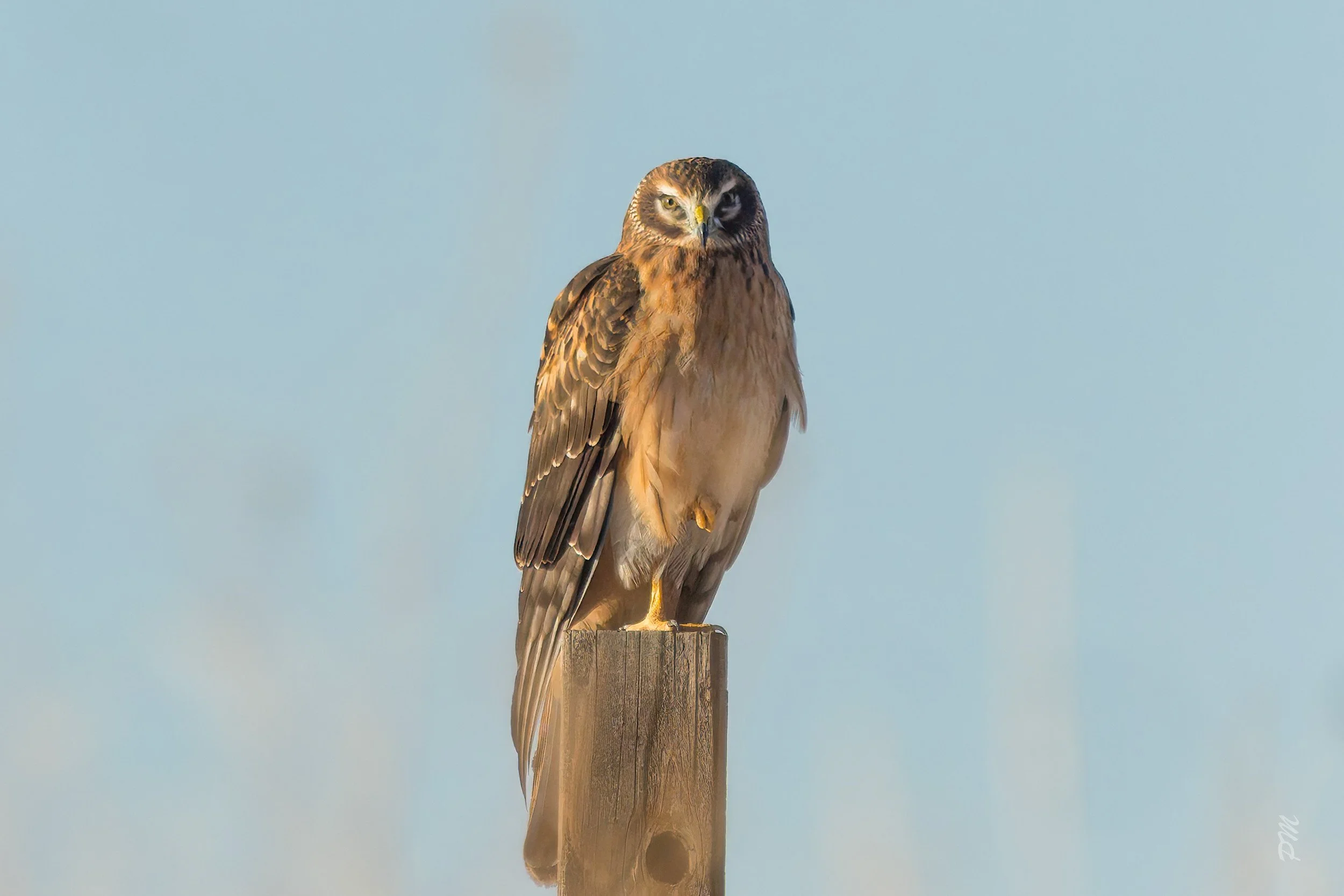 Northern harrier stands on one leg on post