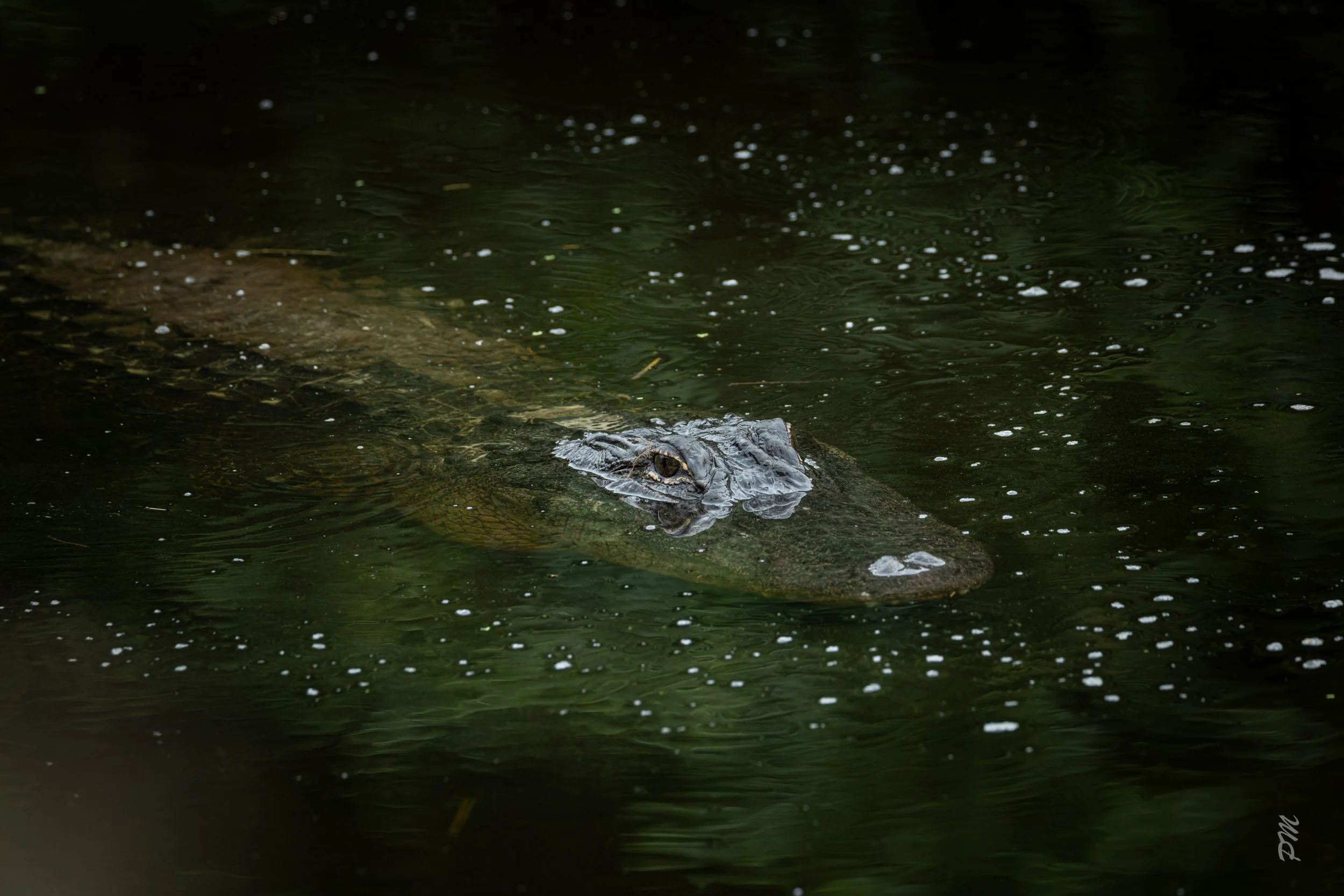 Gator-Egan Creek