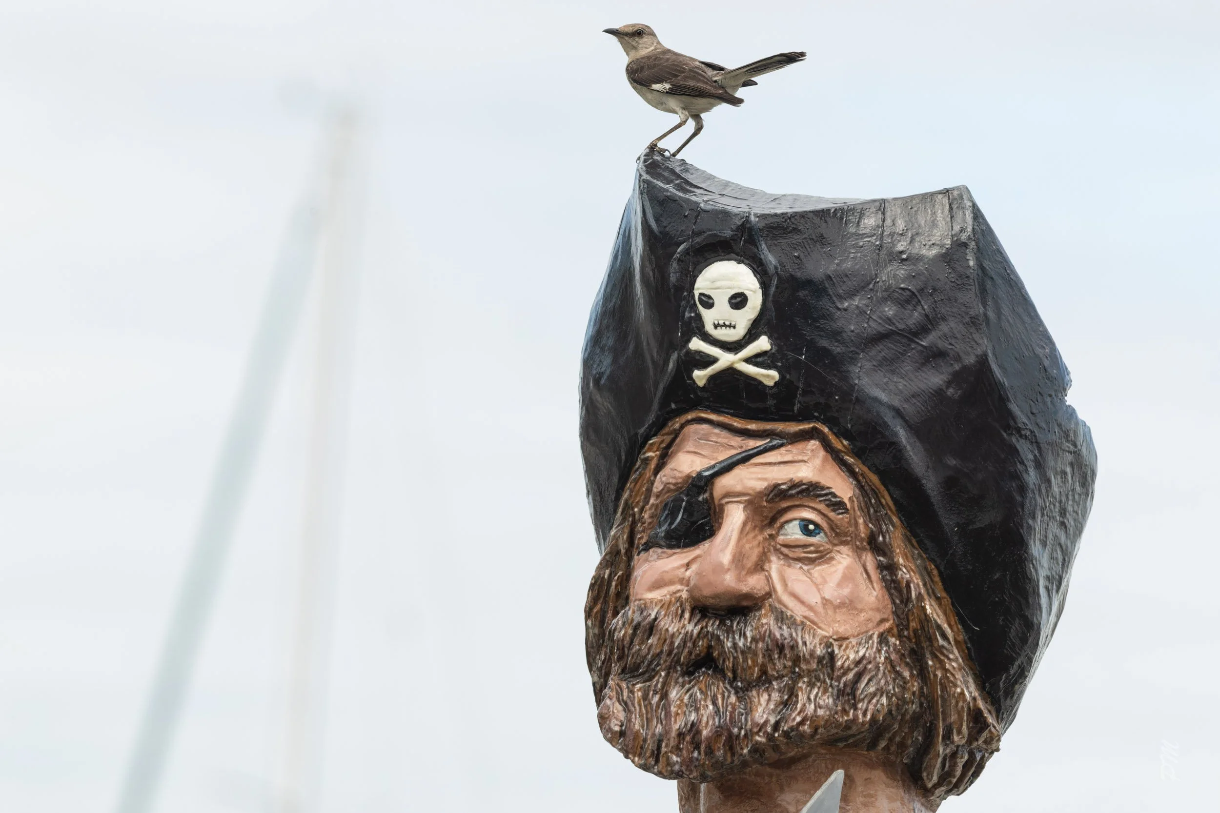 Northern Mockingbird and "real" pirate-Docks in downtown Fernandina Beach