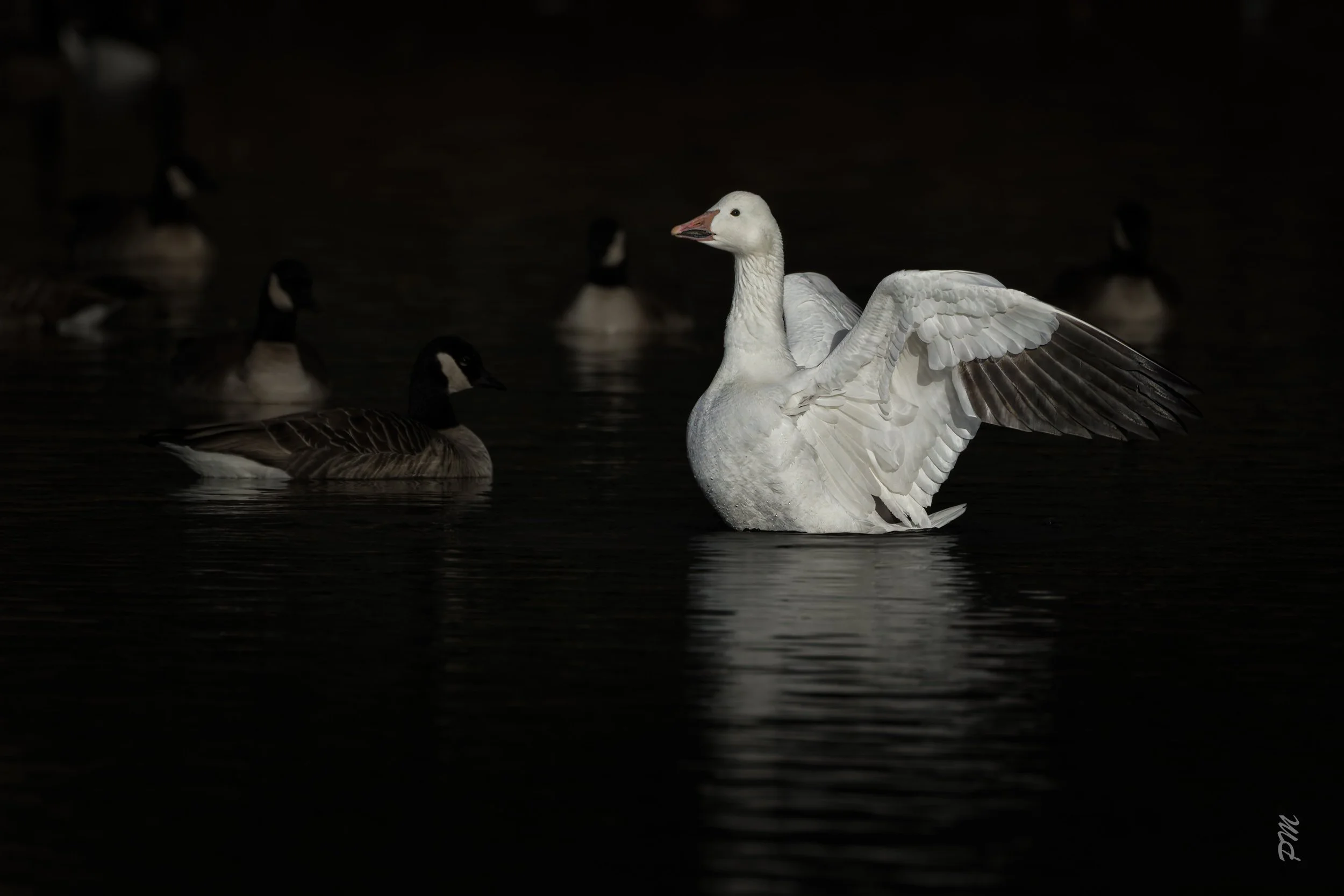 White Snow Goose in water with Canada Geese in shadows behind it