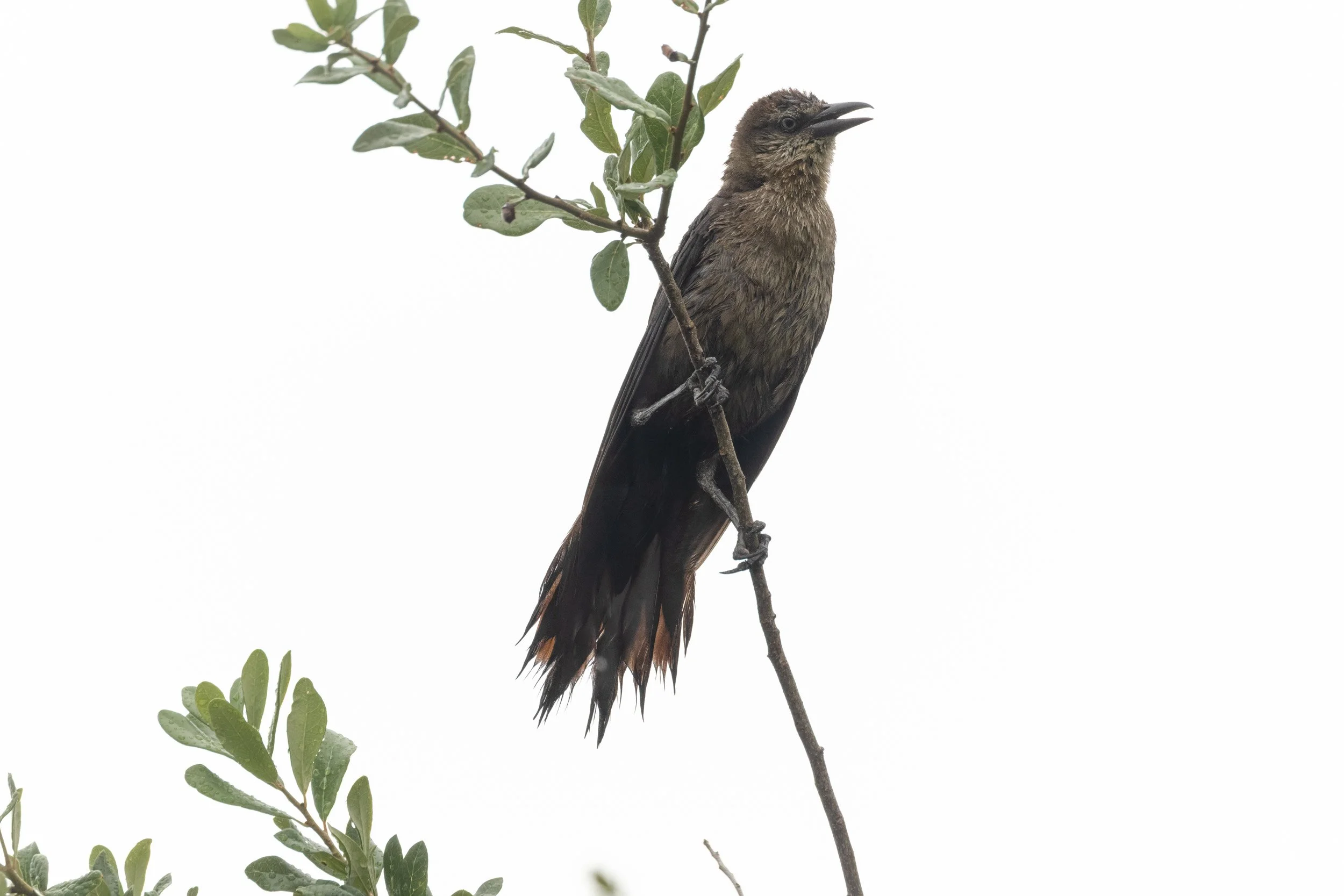 Boat-tailed Grackle-Carlucci Boat Ramp