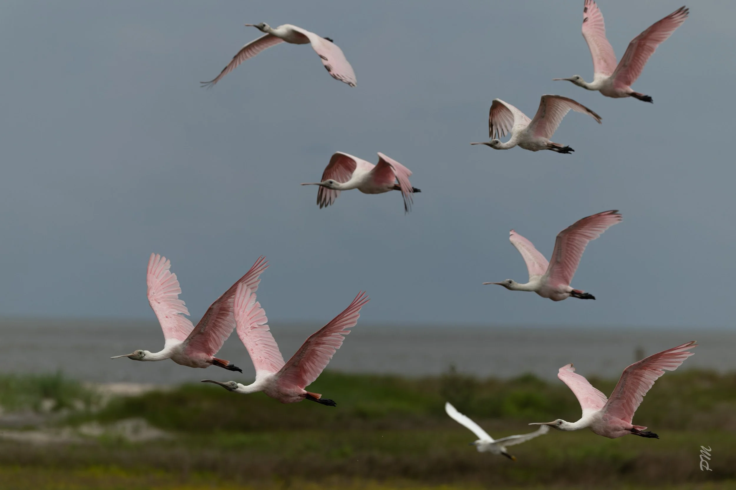 Roseate Spoonbills-Spoonbill Pond