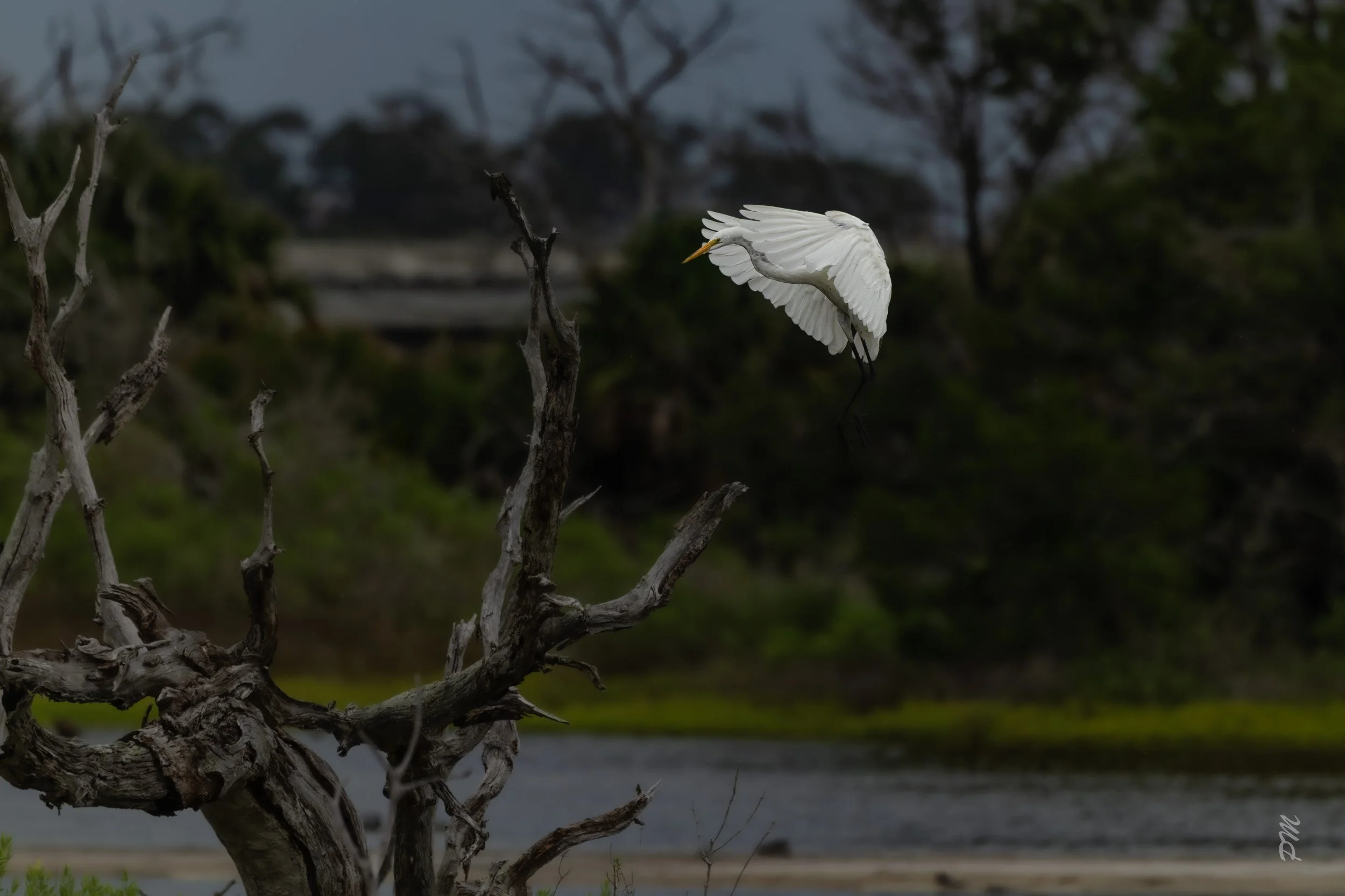 Great Egret-Spoonbill Pond