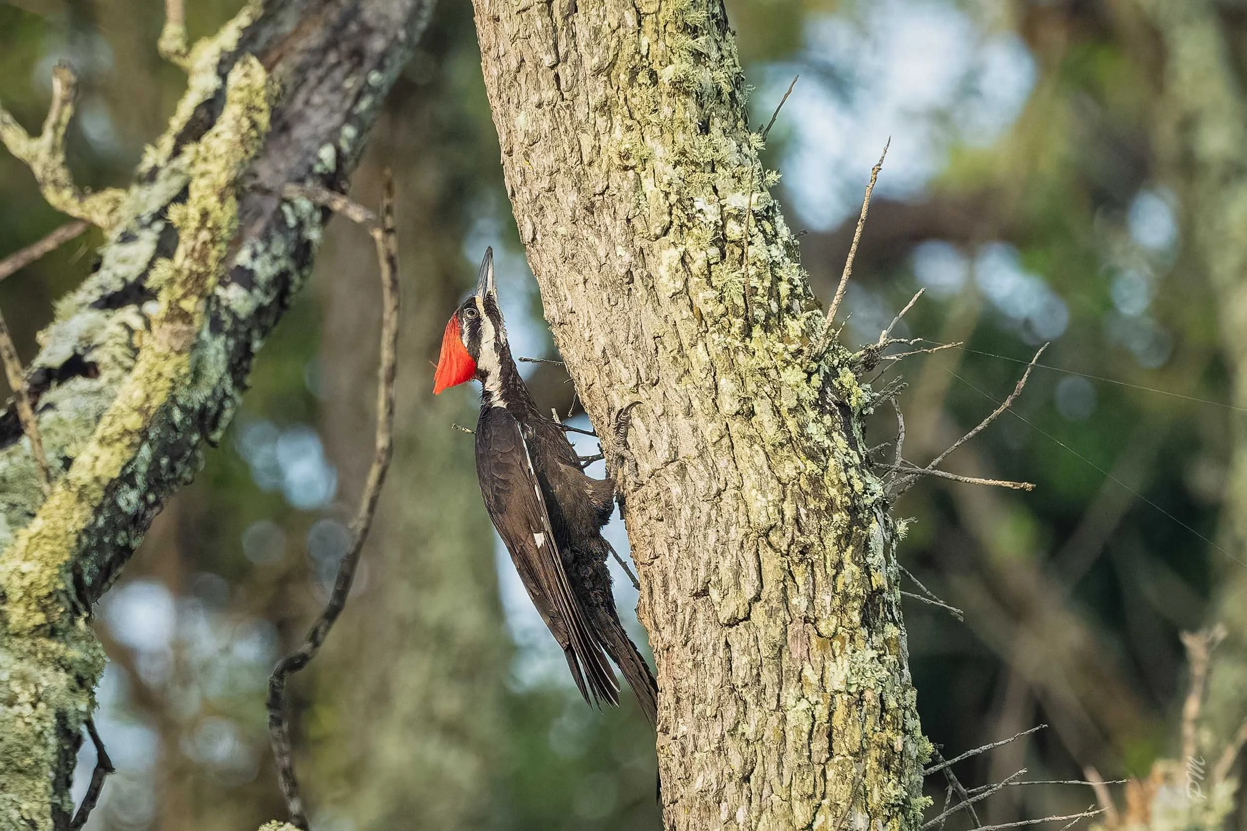 Pileated Woodpecker-Black Rock Beach