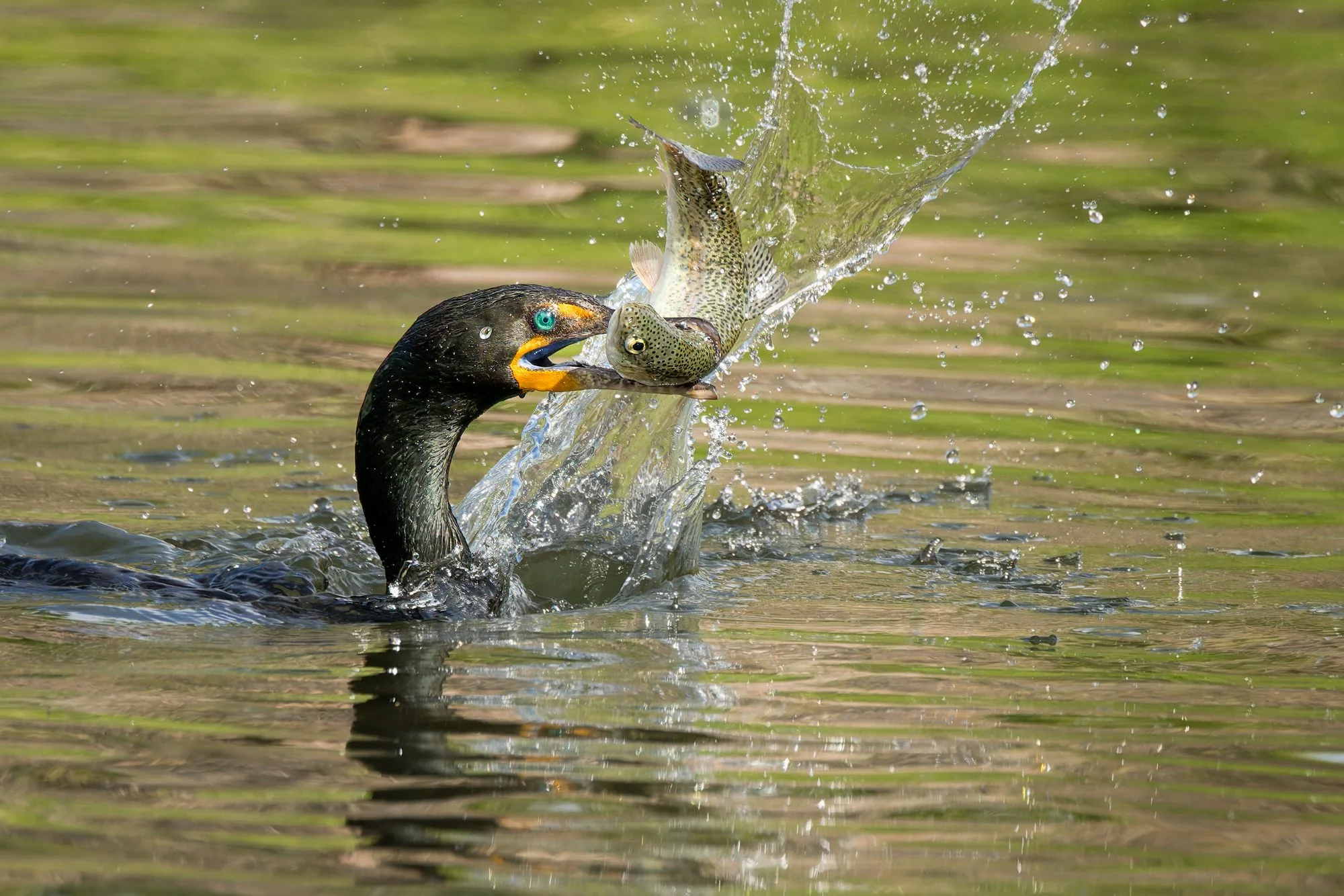 Double-crested Cormorant in water with rainbow trout in its beak