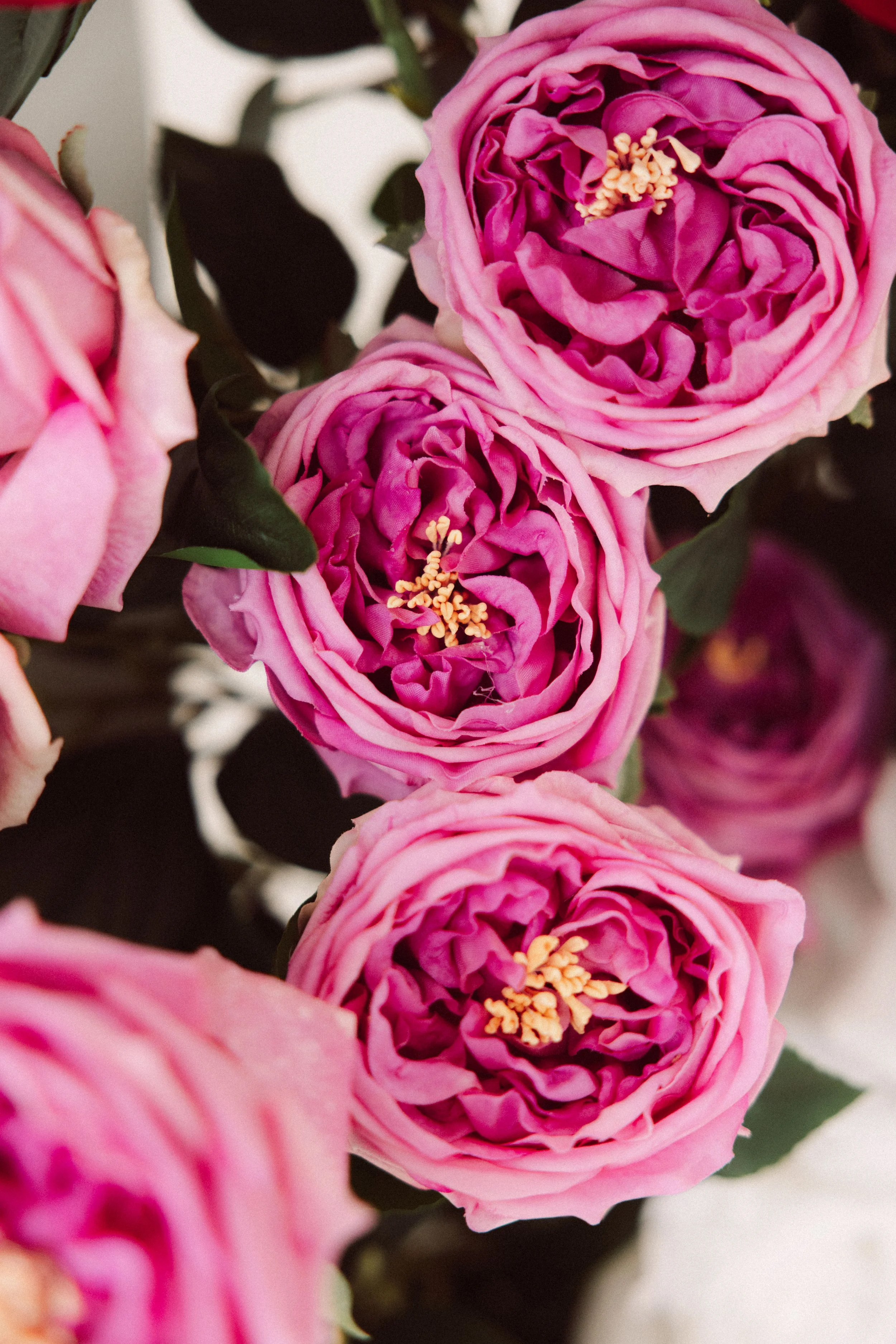 pink dream-16.jpg