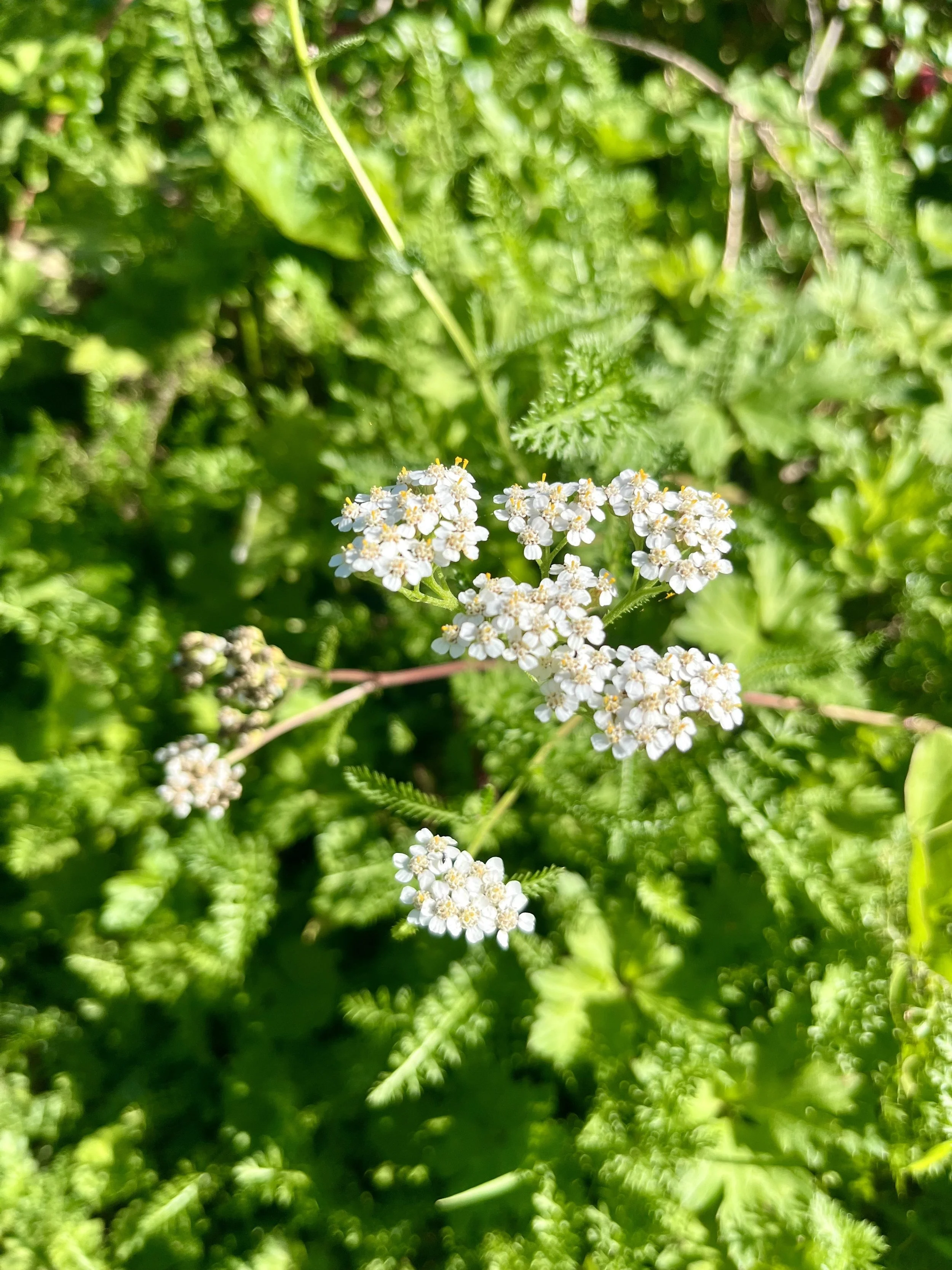 Wild Harvest Herbs