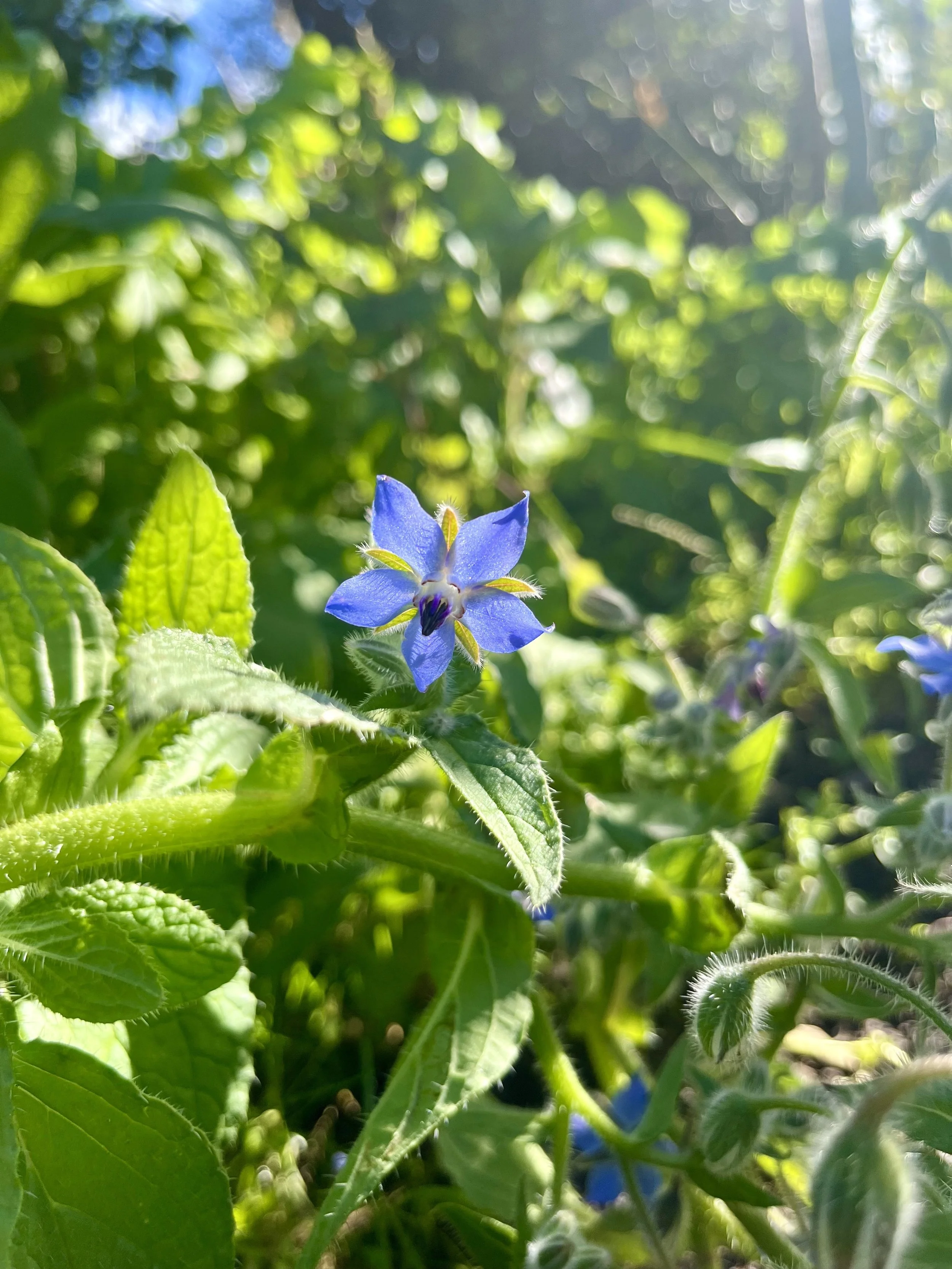 Borage.jpg