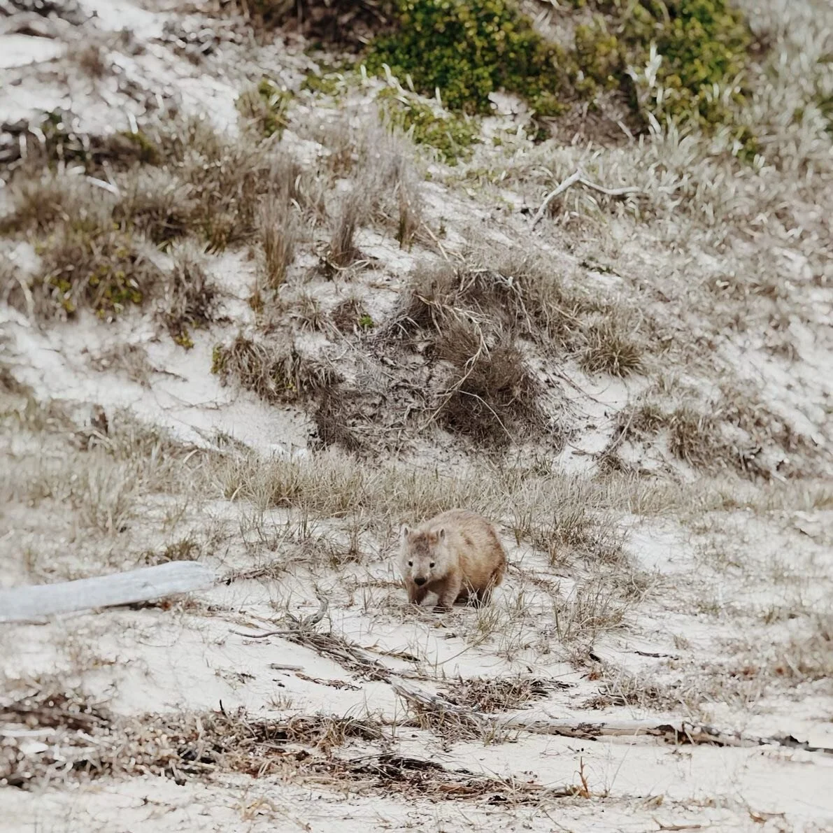 Spotted! Several of our tour groups this month have been lucky enough to see this adventurous wombat enjoying the squeaky shores of Hazards Beach.