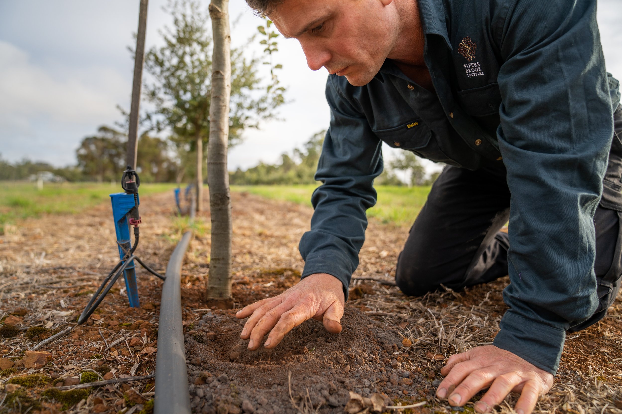 tasmanian truffle tours