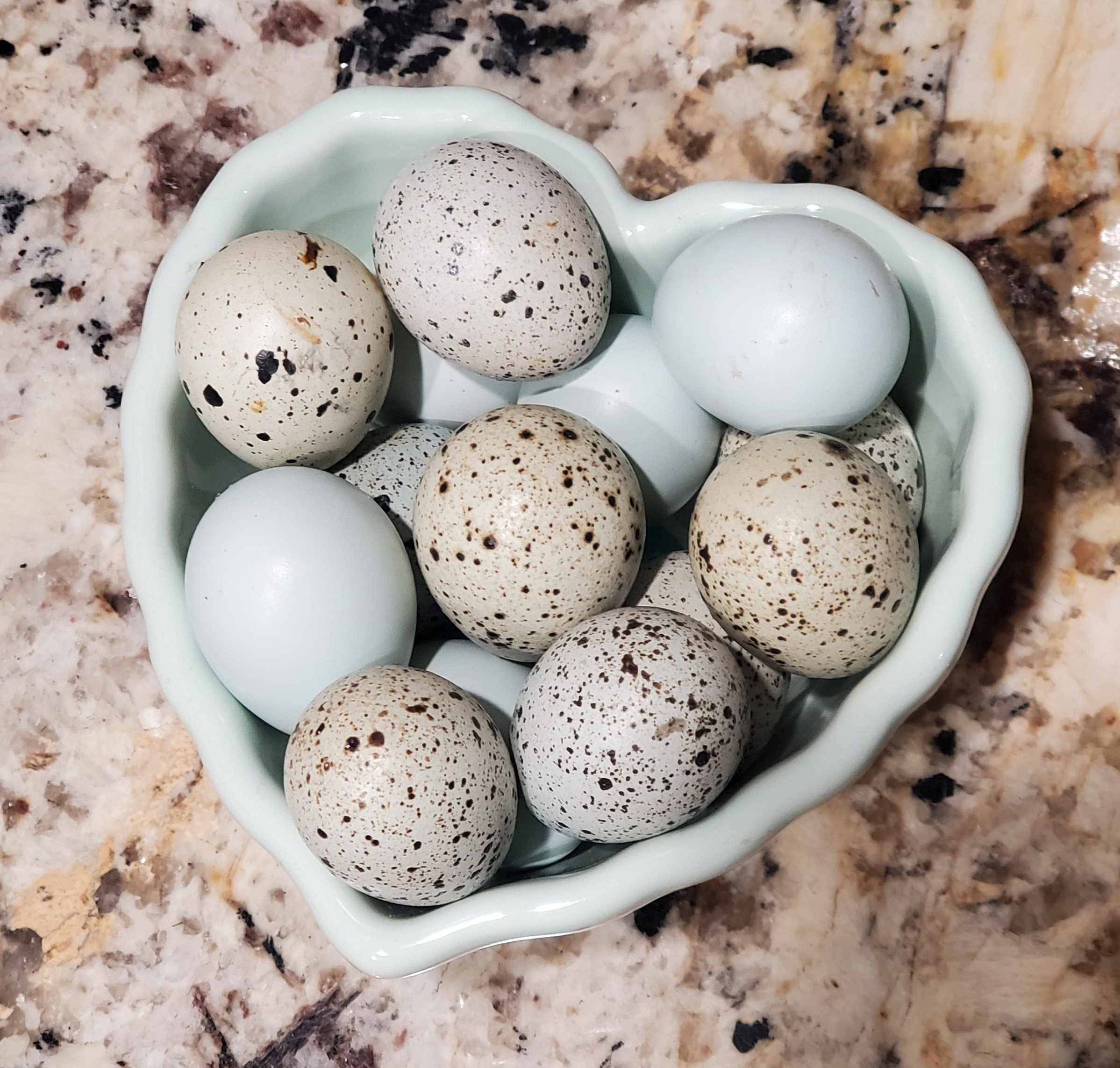 Quail%2C+Heart+-+02.jpg