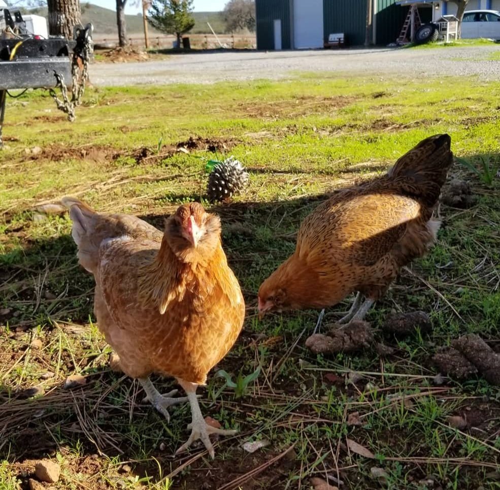 Chickens+-+02+.jpg