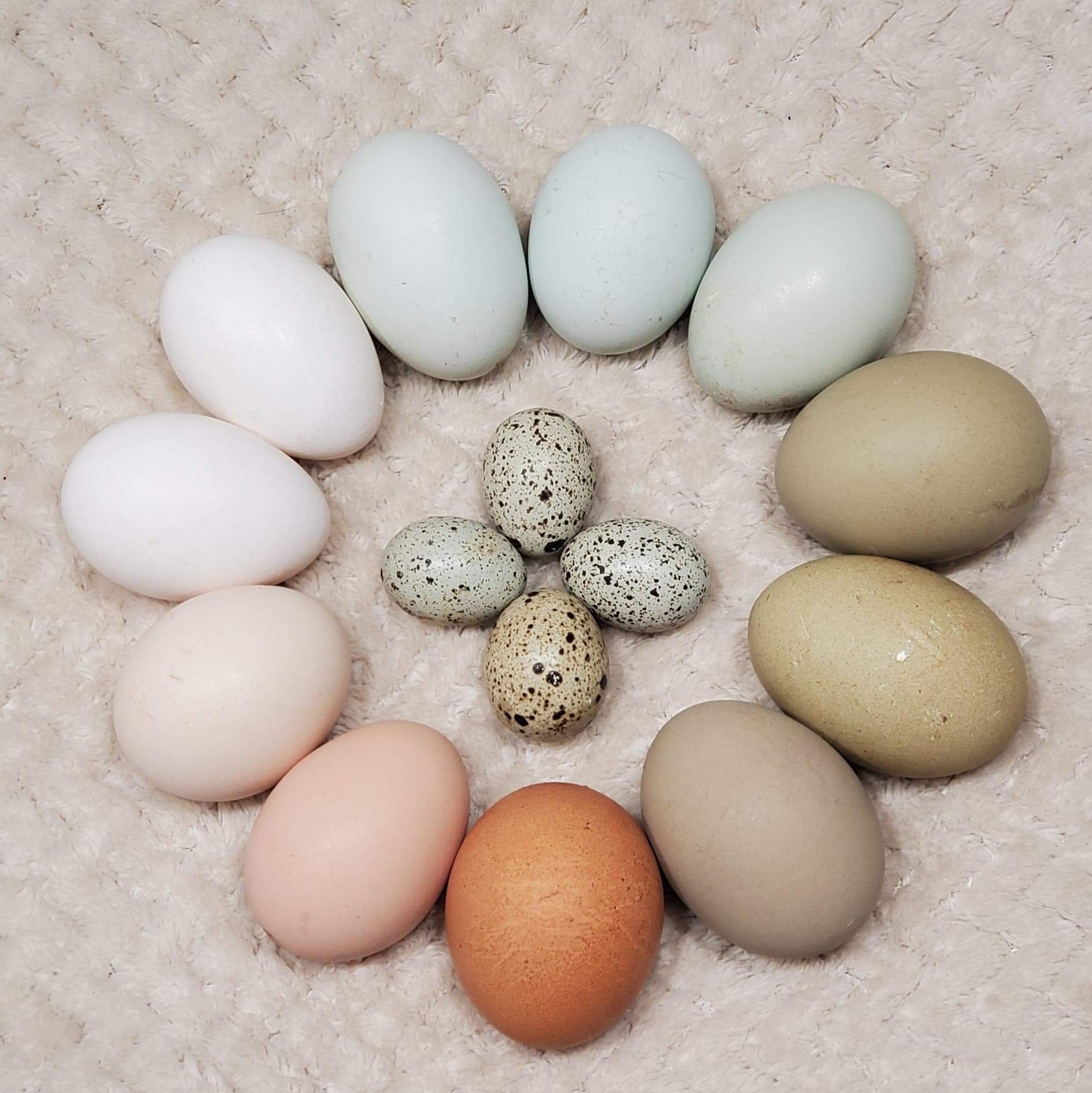 Chicken & Quail Eggs .jpeg
