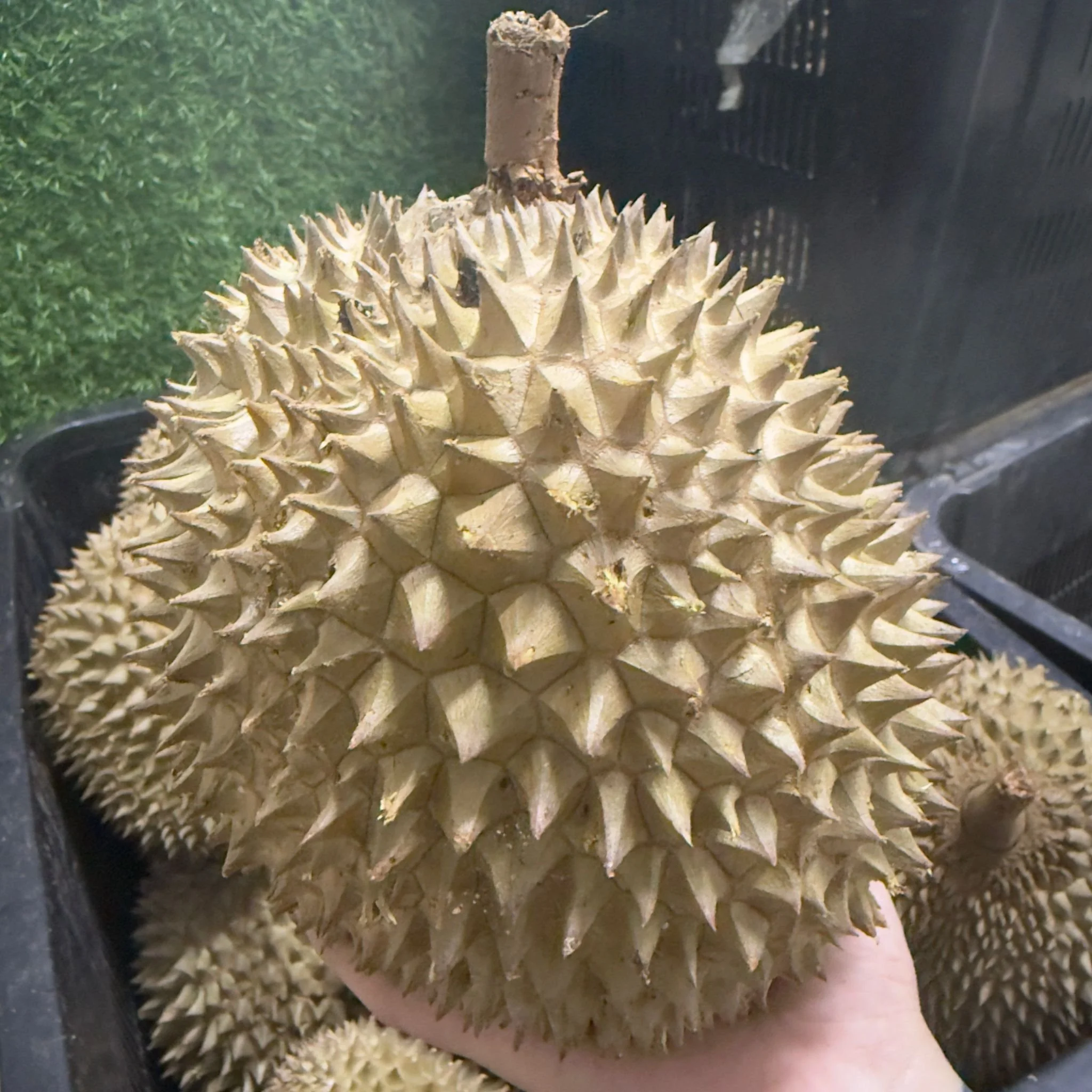 The Secret Life of a Durian: From Raub’s Mountains to Your Table with Jiak Durian Mai