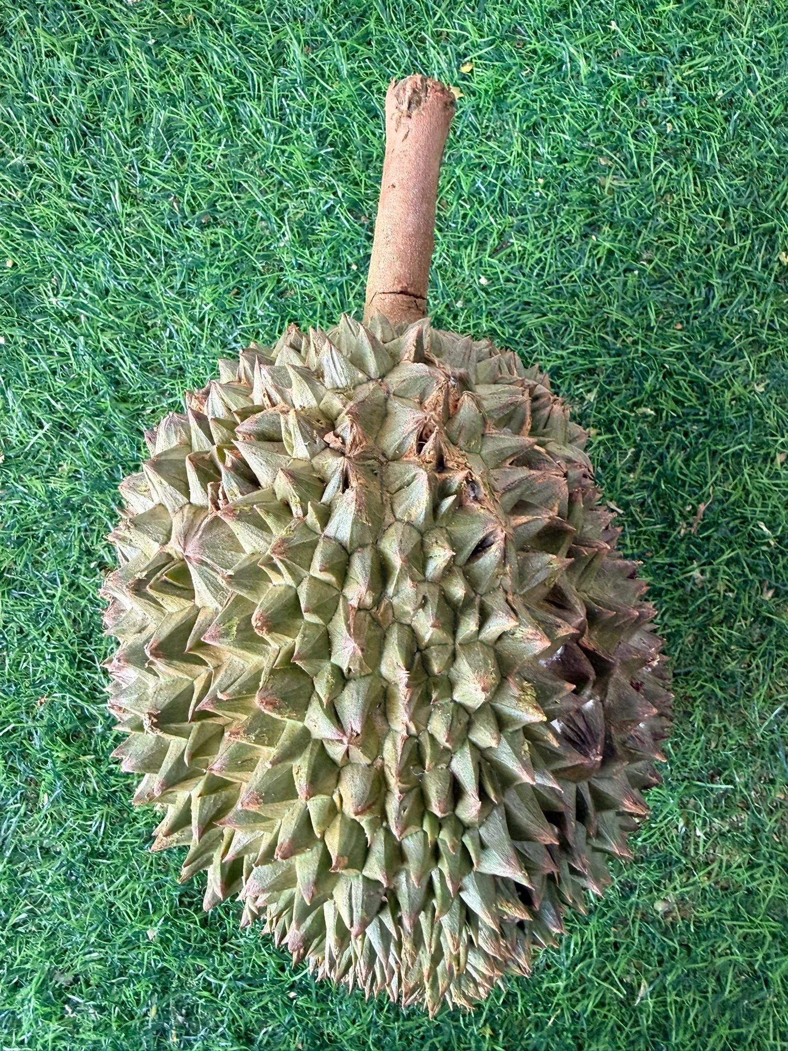 Tupai King Durian (D214 / Squirrel King): Sweet, Creamy &amp; Crowd-Friendly Guide in Singapore
