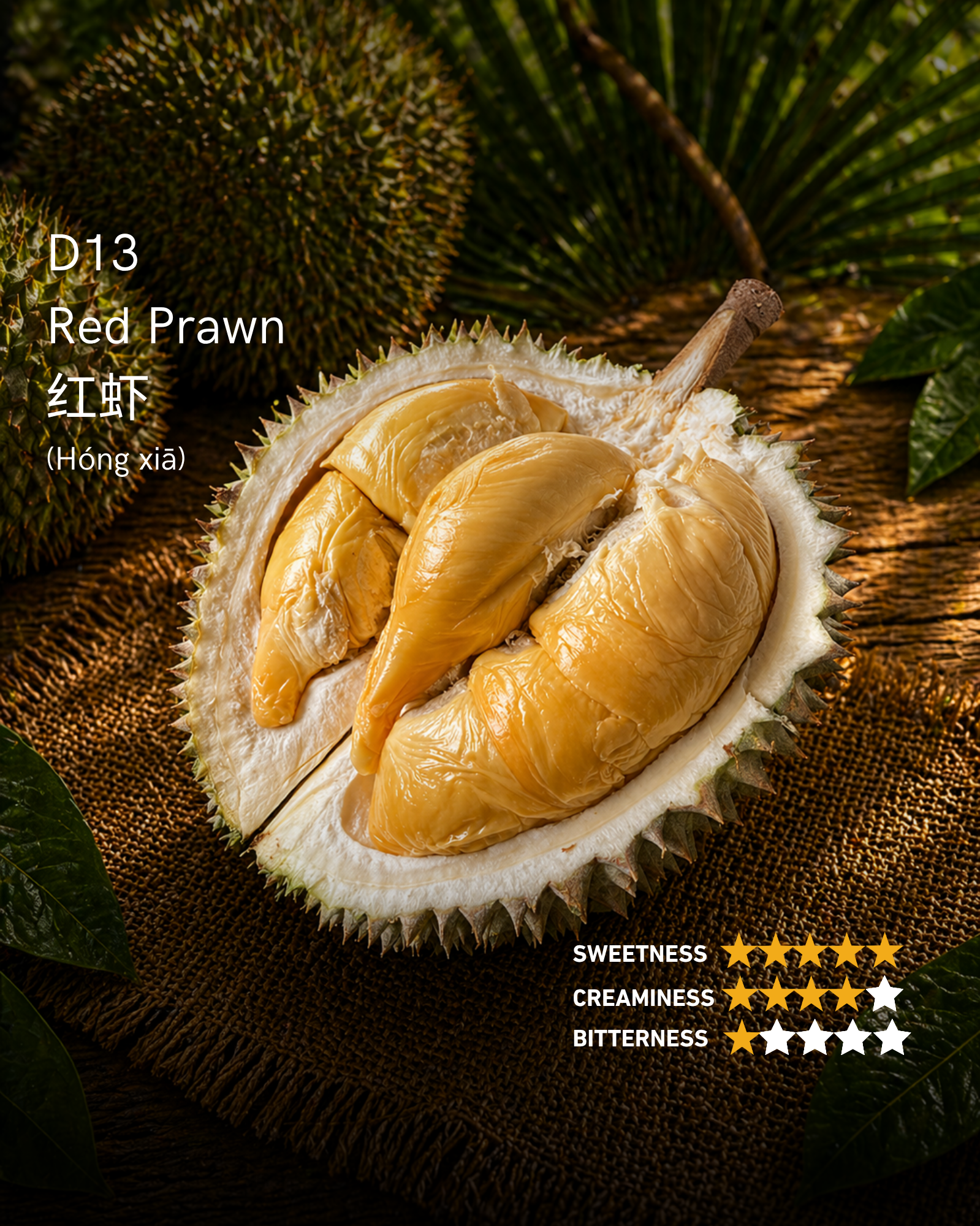 Season Limited Red Prawn / D13 Udang Merah