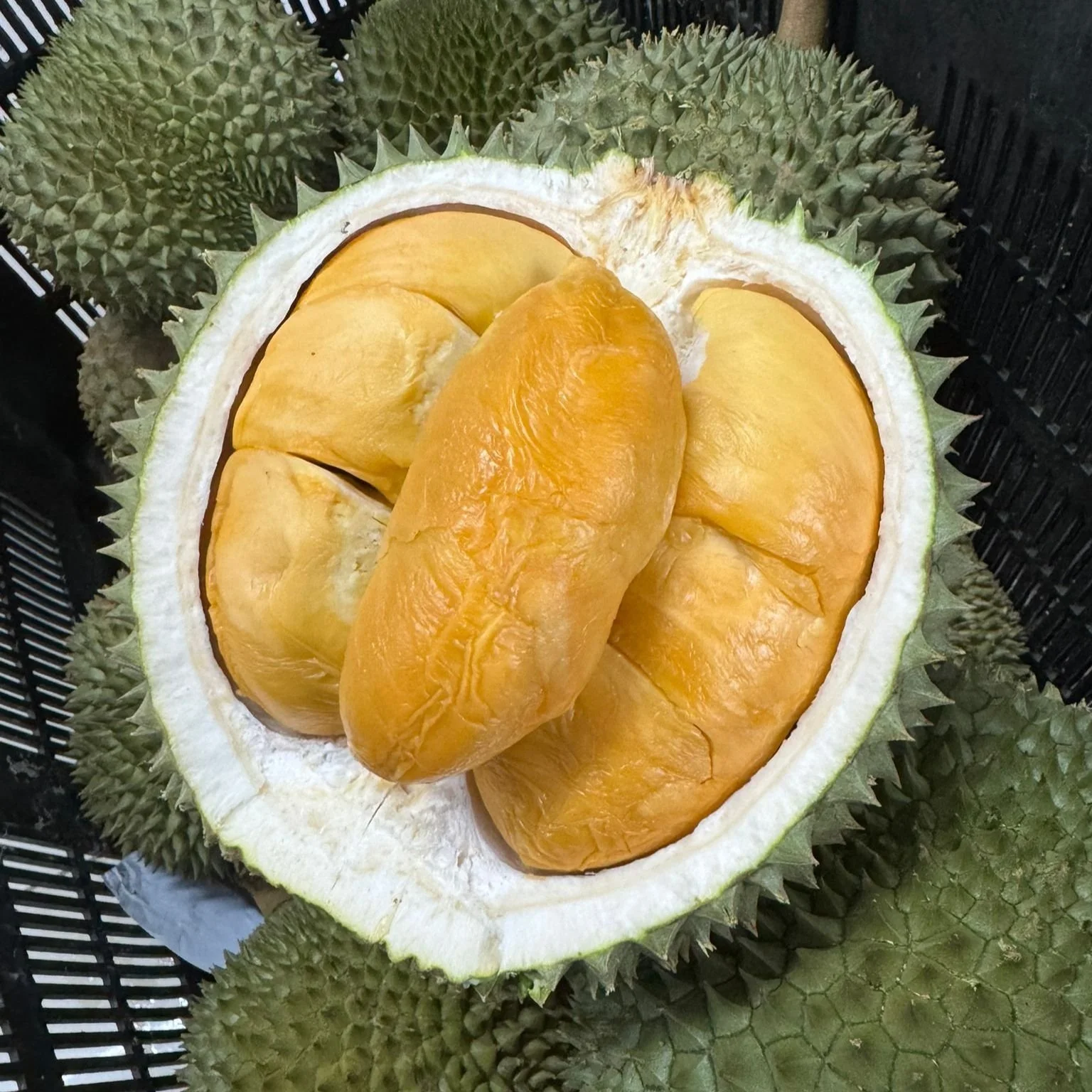Fresh red-yellow D200 Blackthorn durian fruit in a white plastic container.