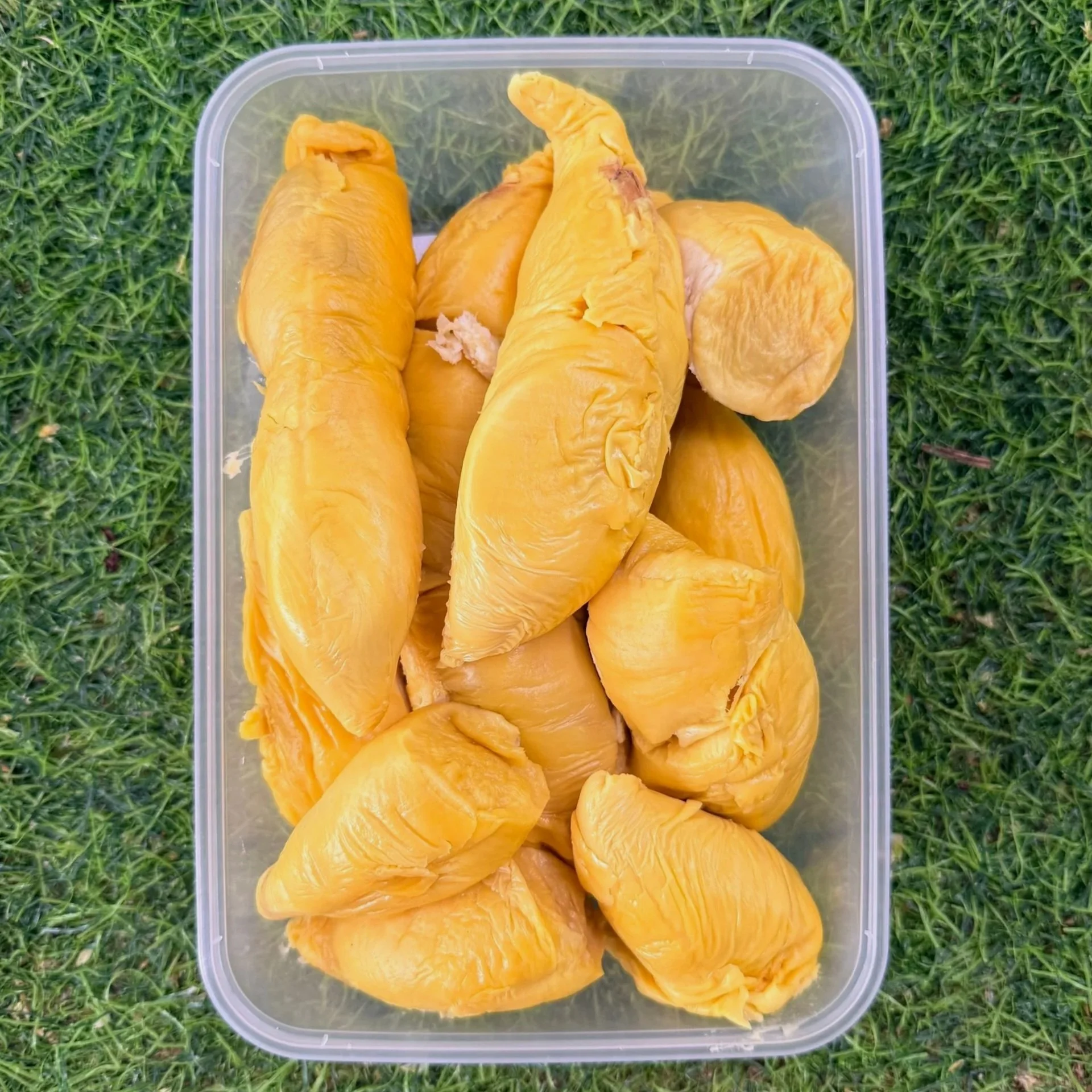 Authentic D214 Tupai King / Squirrel King