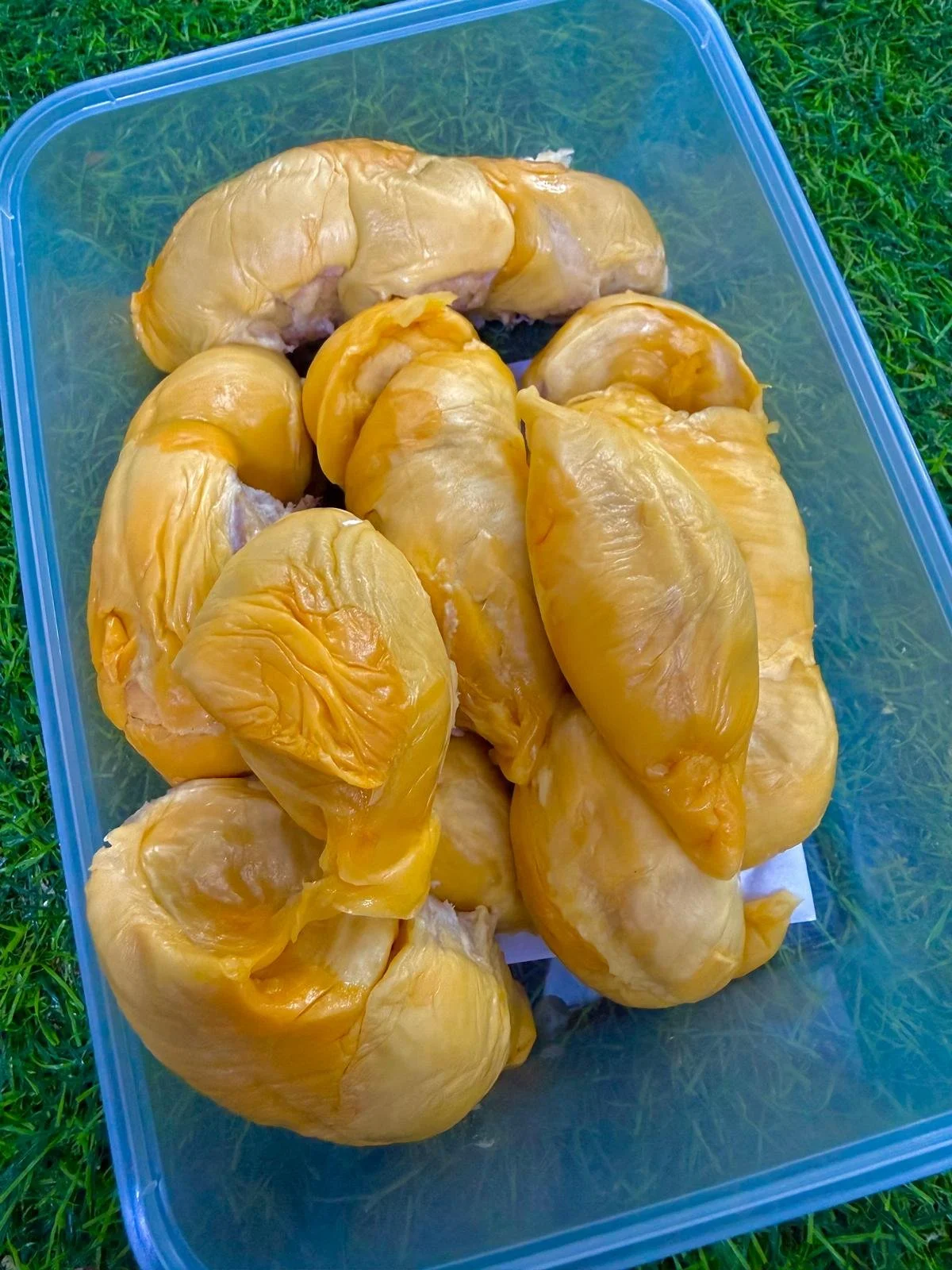 SEASON LIMITED D13 REDPRRAWN.jpeg