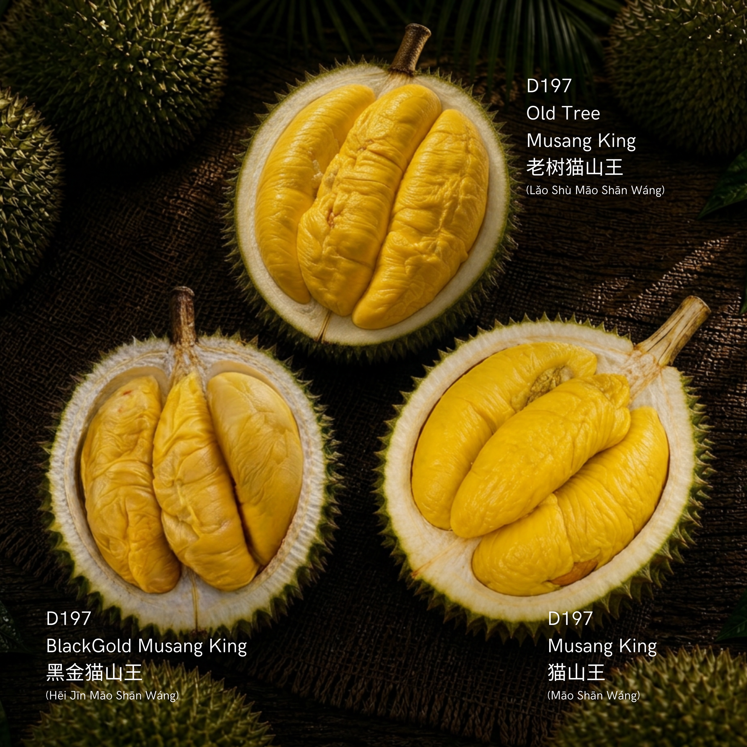 Exclusive Premium Musang King Bundle – 3 x 400g (MSW / Old Tree MSW / Black Gold MSW)
