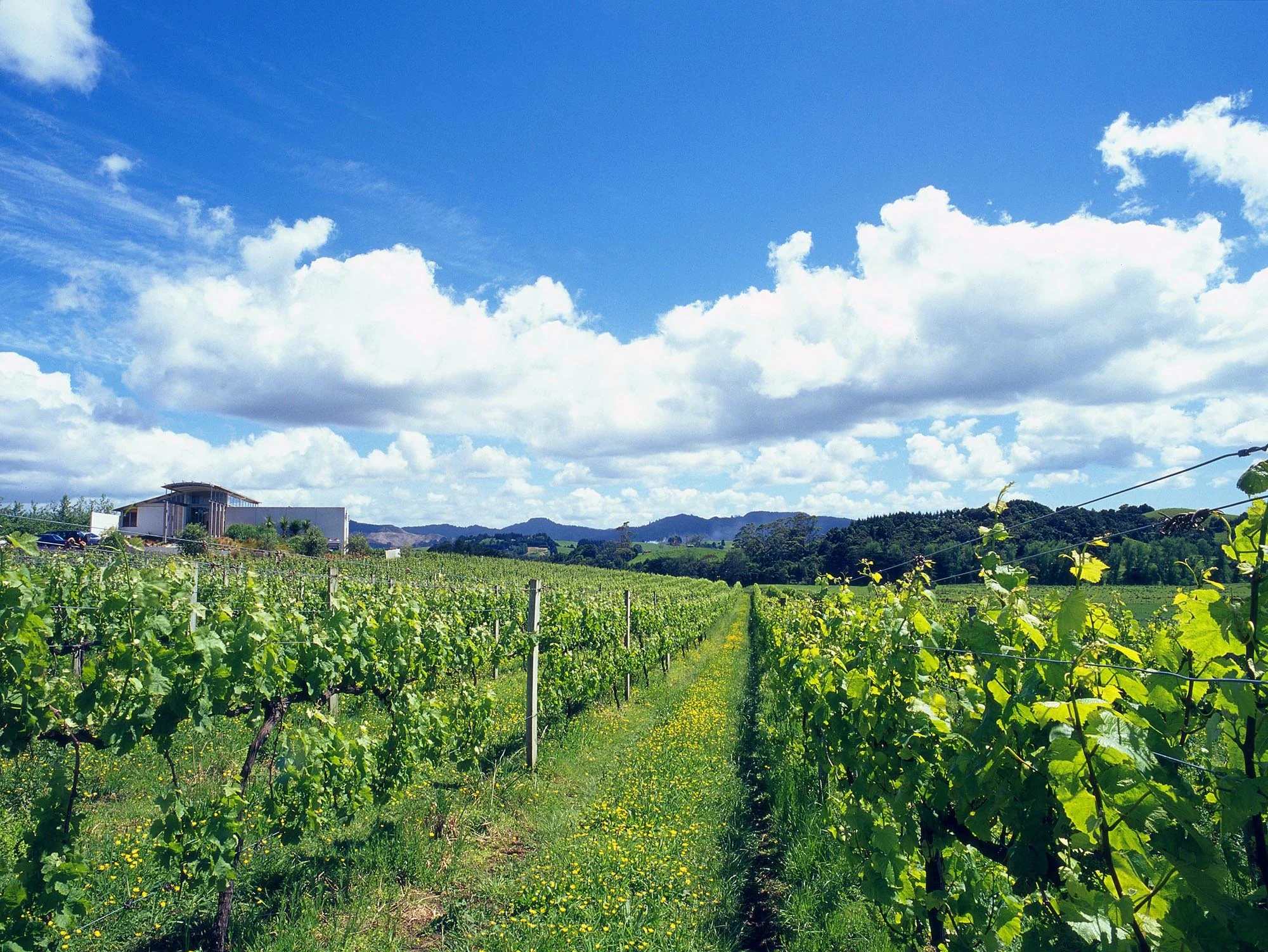 Ransom Winery — ASC Architects