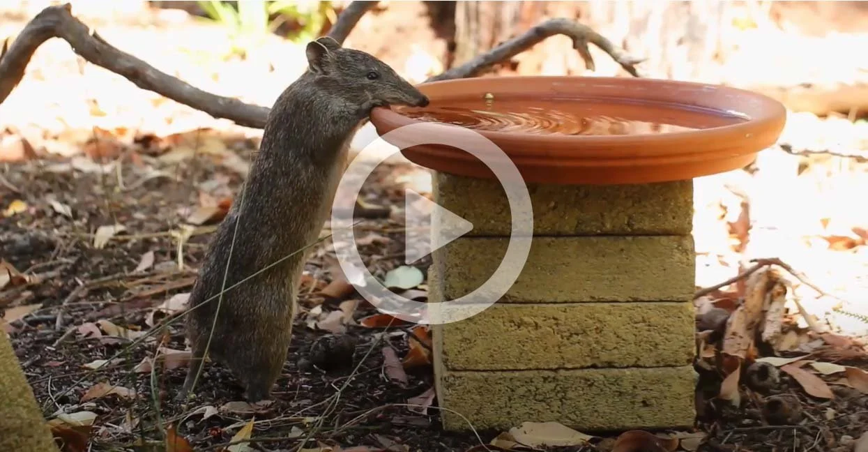 Backyard Biodiversity Video with Simon Cherriman and Shire of Mundaring