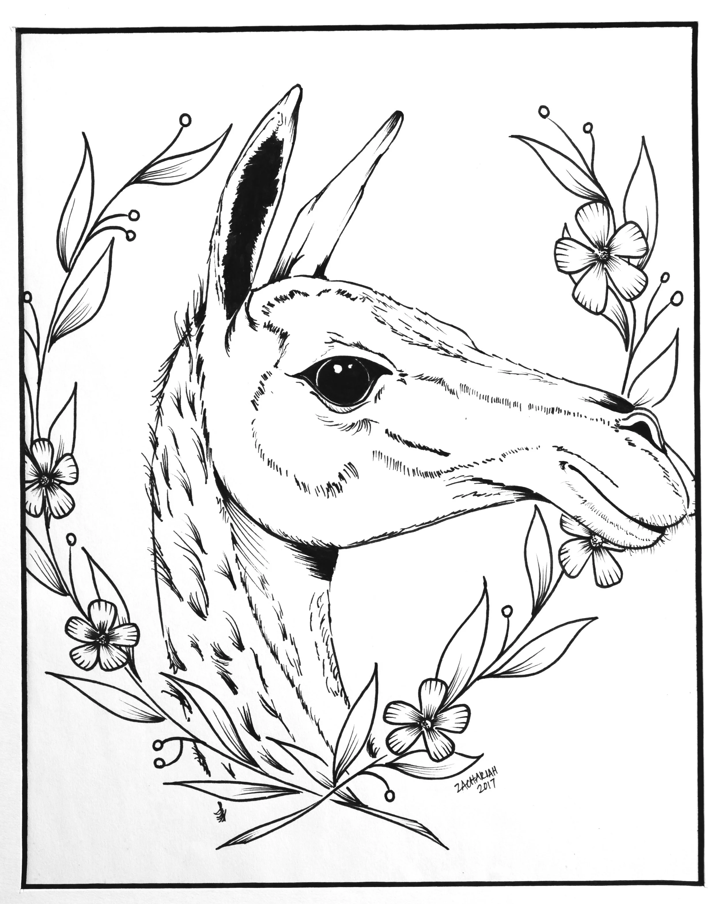 Guanaco