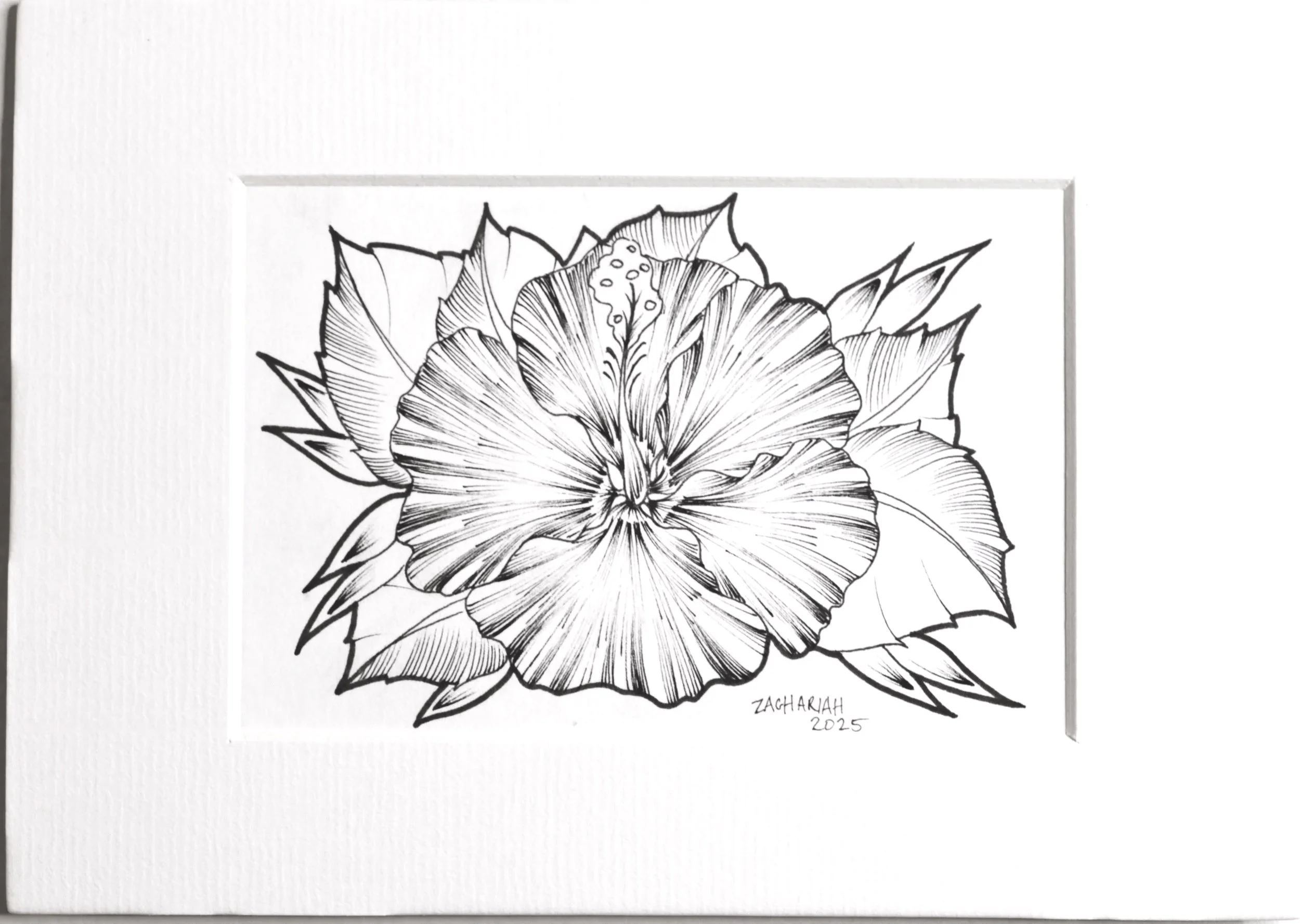 Small Hibiscus