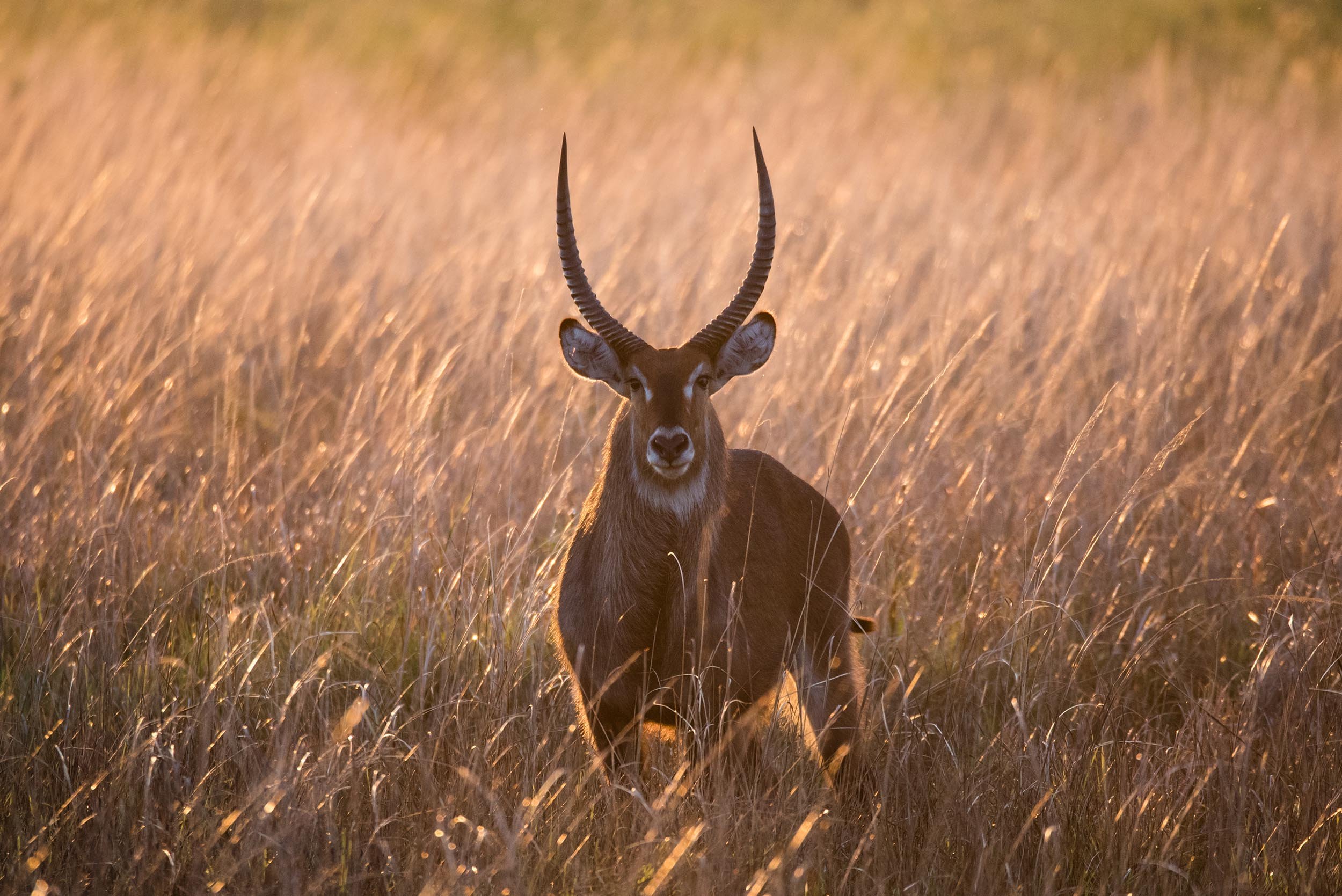 Waterbuck_Katavi_National_Park_Photo_by_Joe_Ndekia.jpg