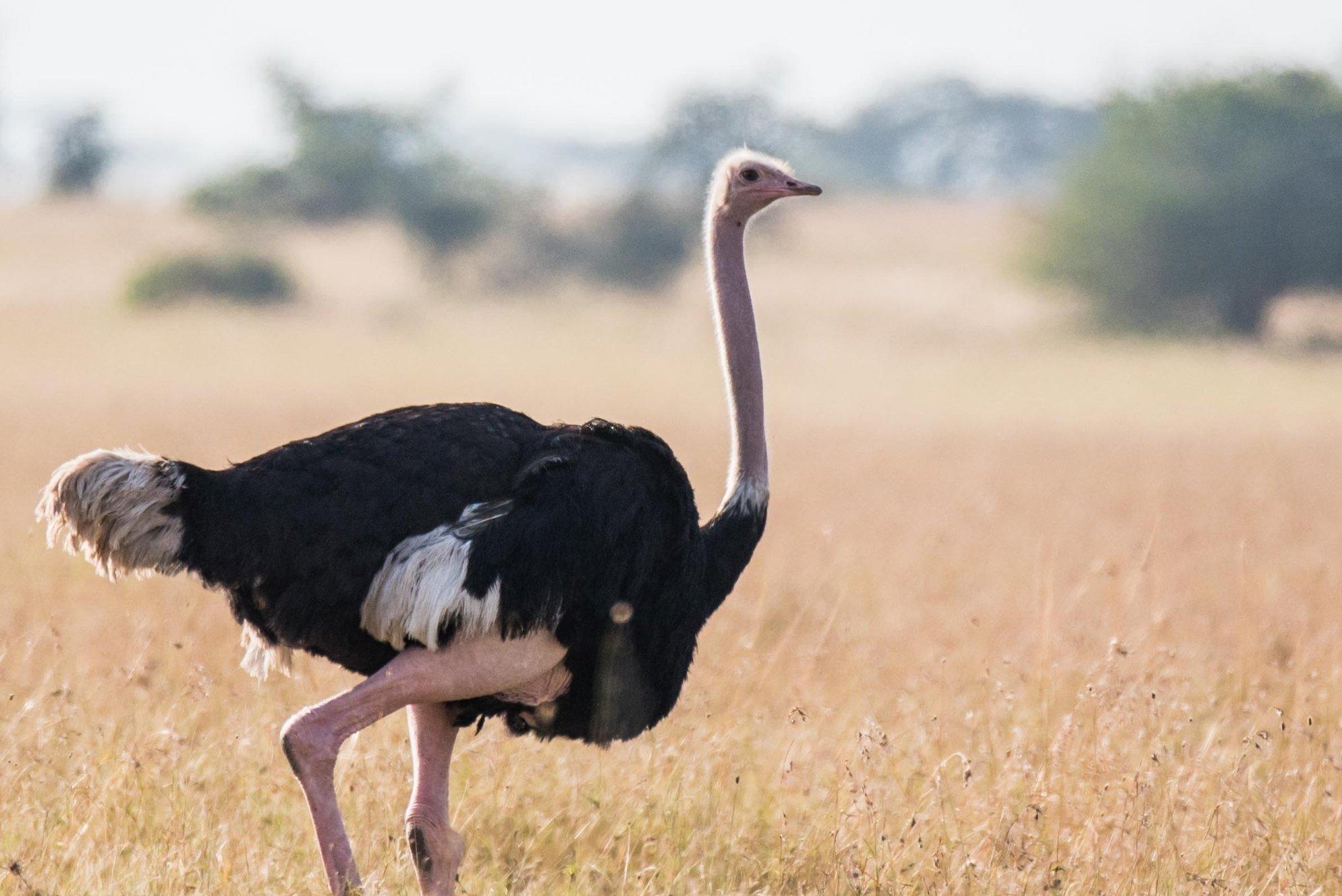 Common Ostrich 