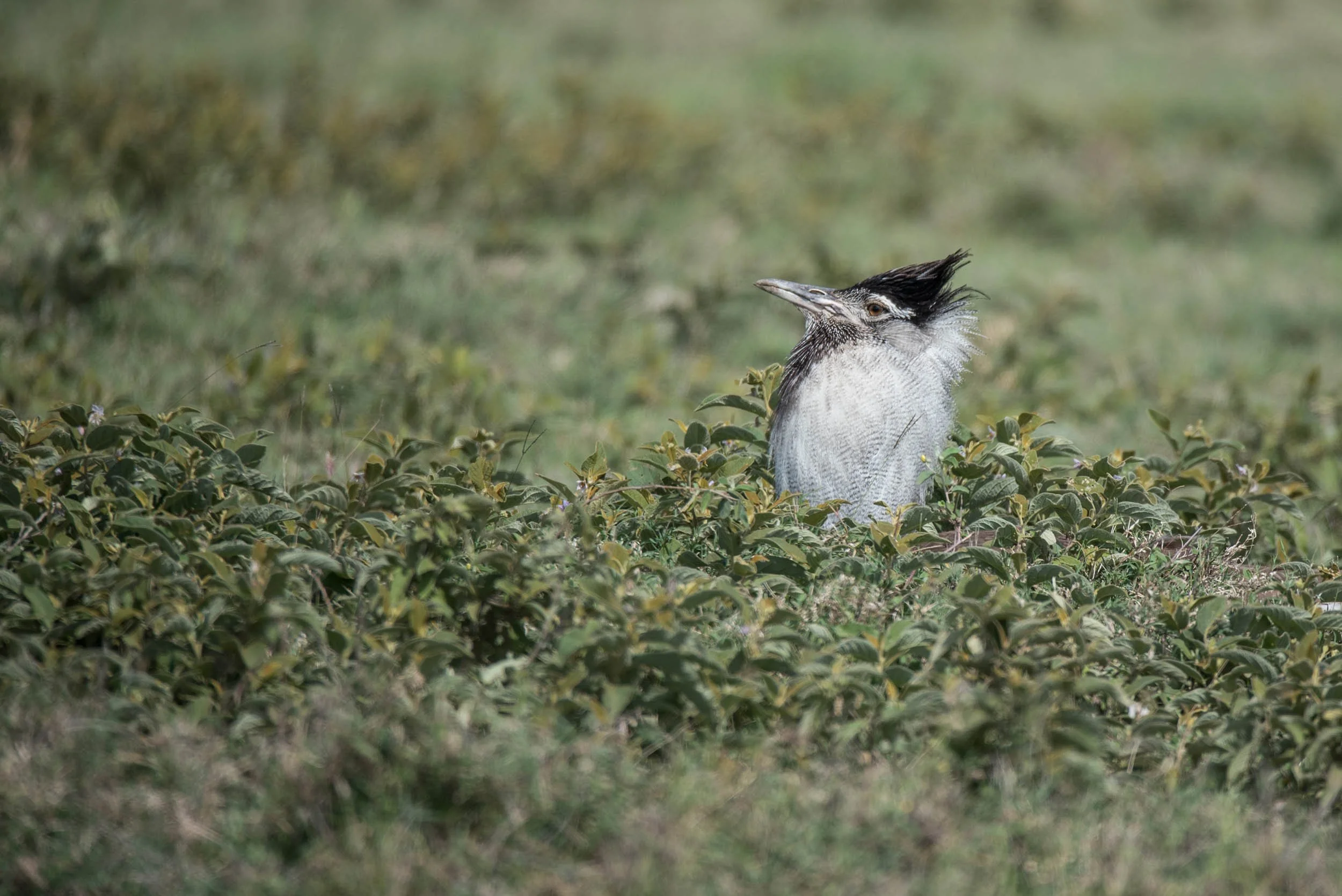 Kori Bustard